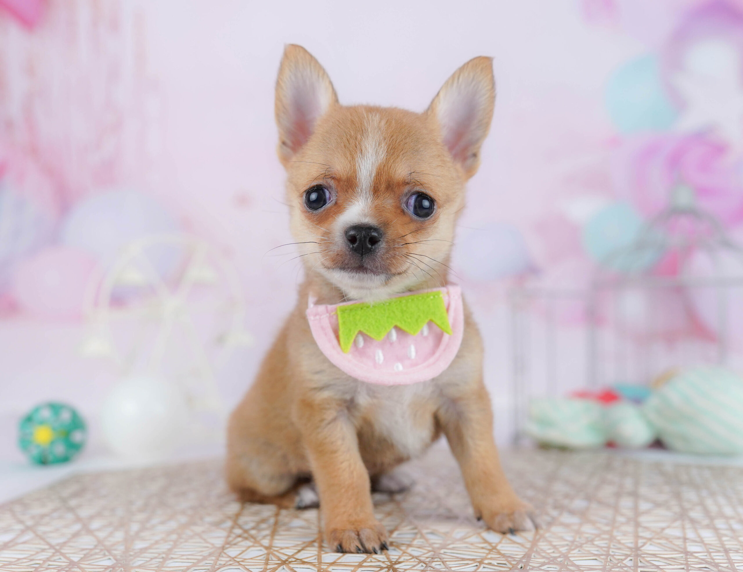 チワワ(スムース) | 男の子 | フォーン | 2025年12月23日