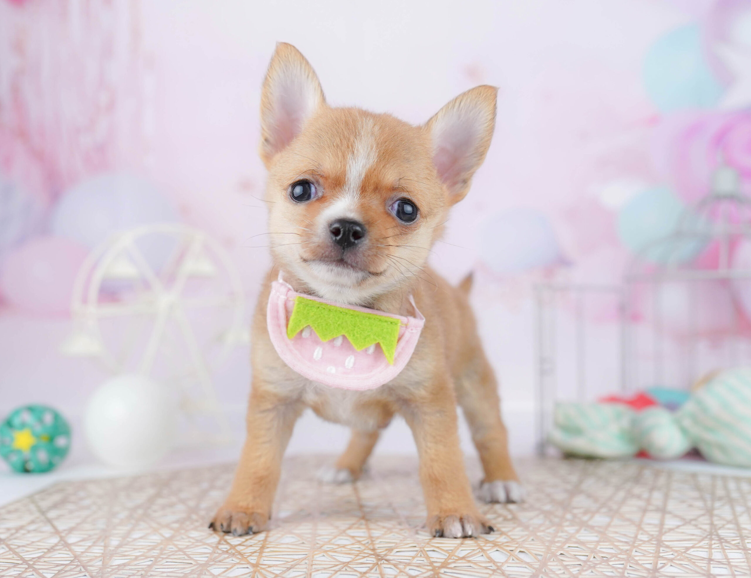 チワワ(スムース) | 男の子 | フォーン | 2025年12月23日