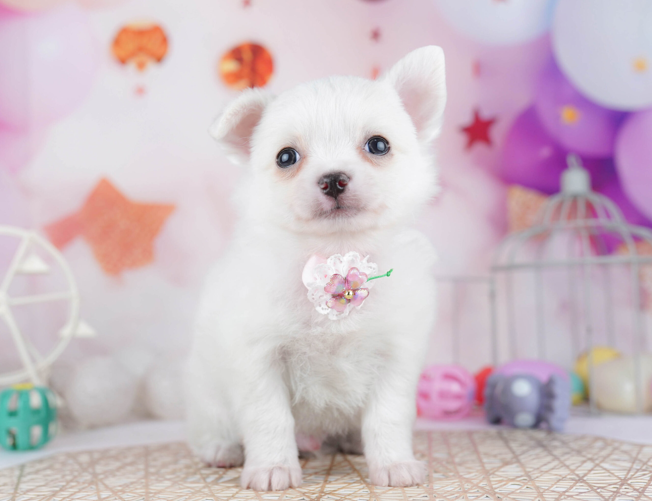 チワワ(ロング) | 男の子 | ホワイト | 2025年12月23日