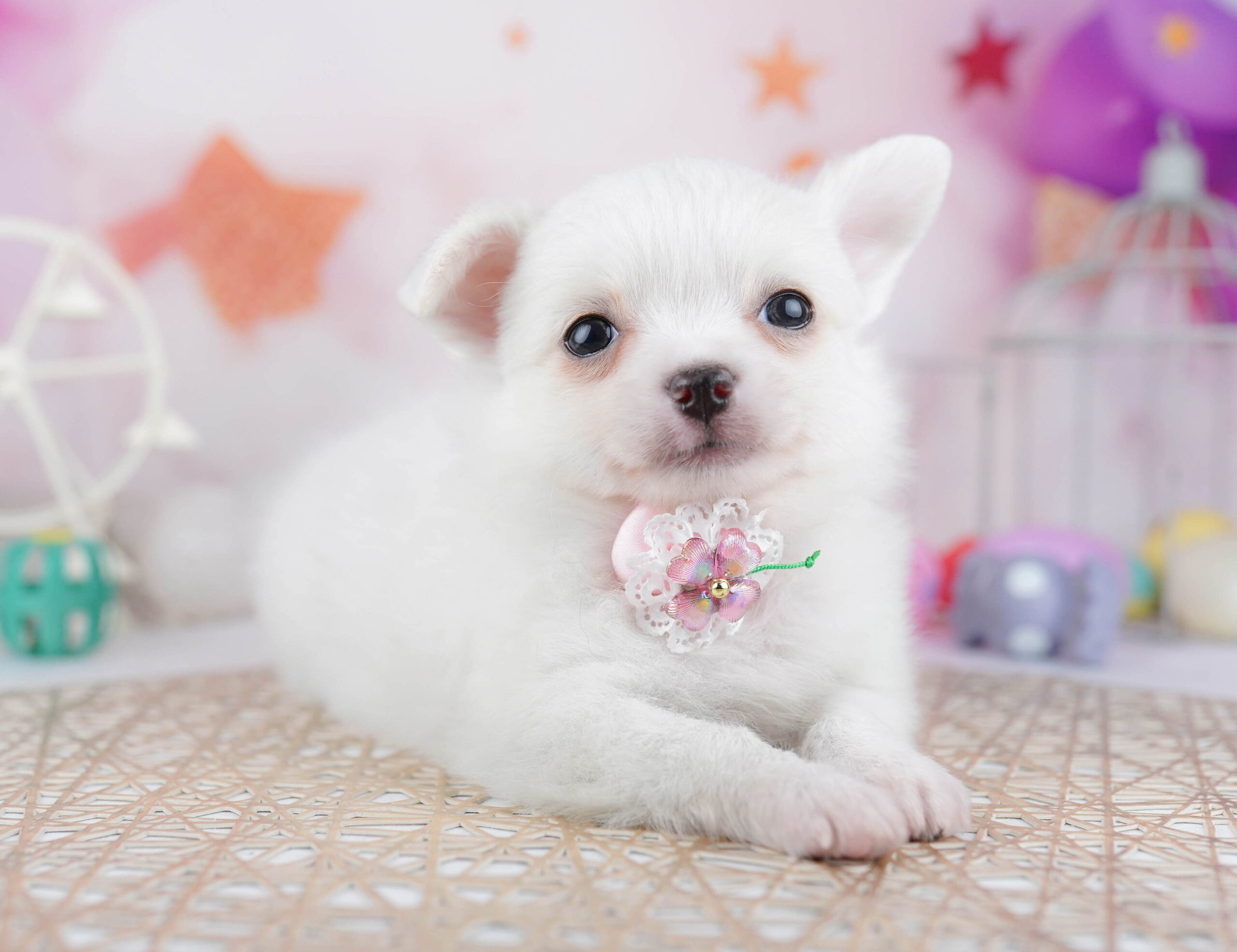 チワワ(ロング) | 男の子 | ホワイト | 2025年12月23日