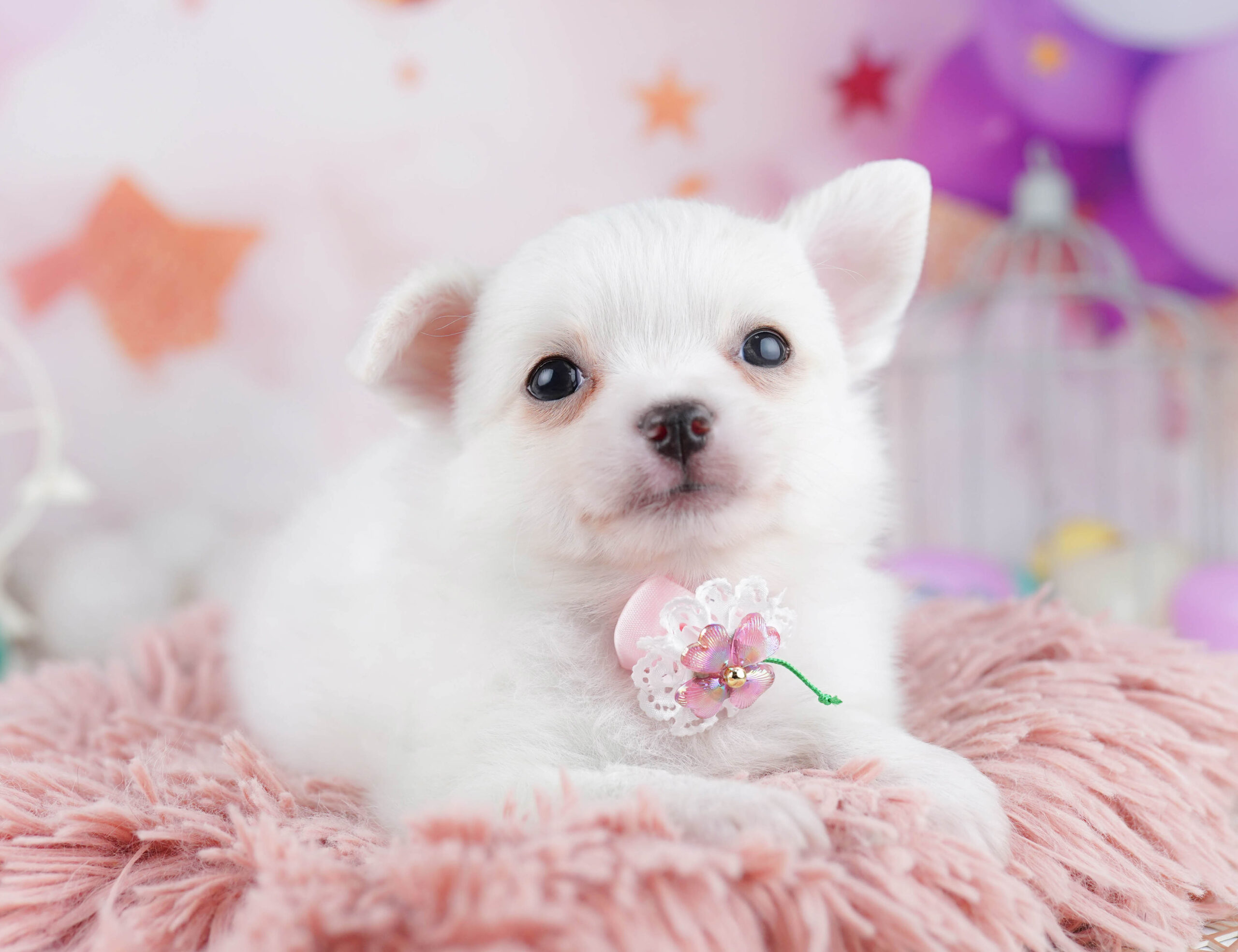 チワワ(ロング) | 男の子 | ホワイト | 2025年12月23日