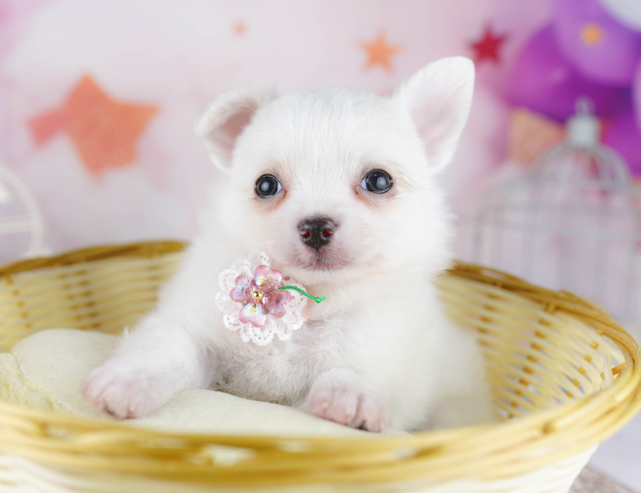 チワワ(ロング) | 男の子 | ホワイト | 2025年12月23日