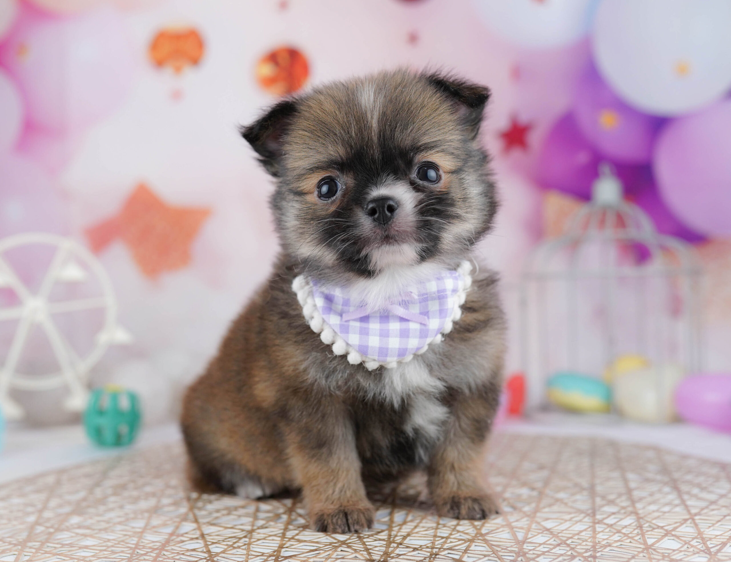 チワワ(ロング) | 男の子 | フォーン | 2025年12月23日