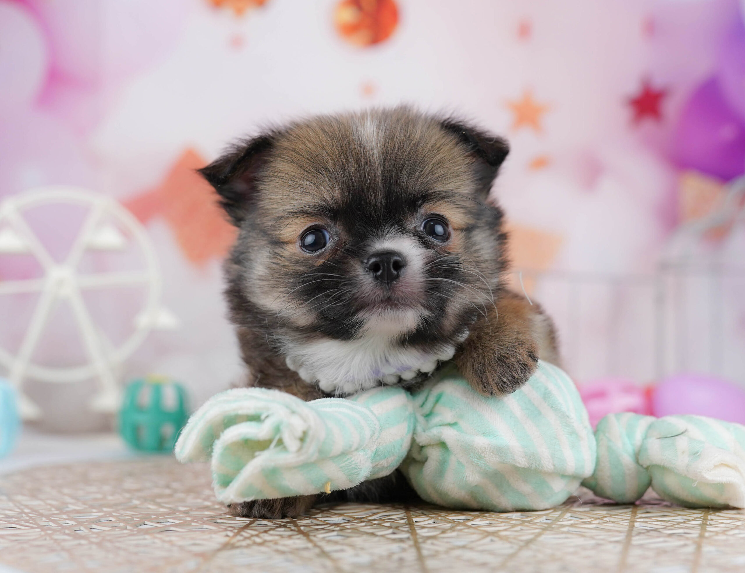 チワワ(ロング) | 男の子 | フォーン | 2025年12月23日