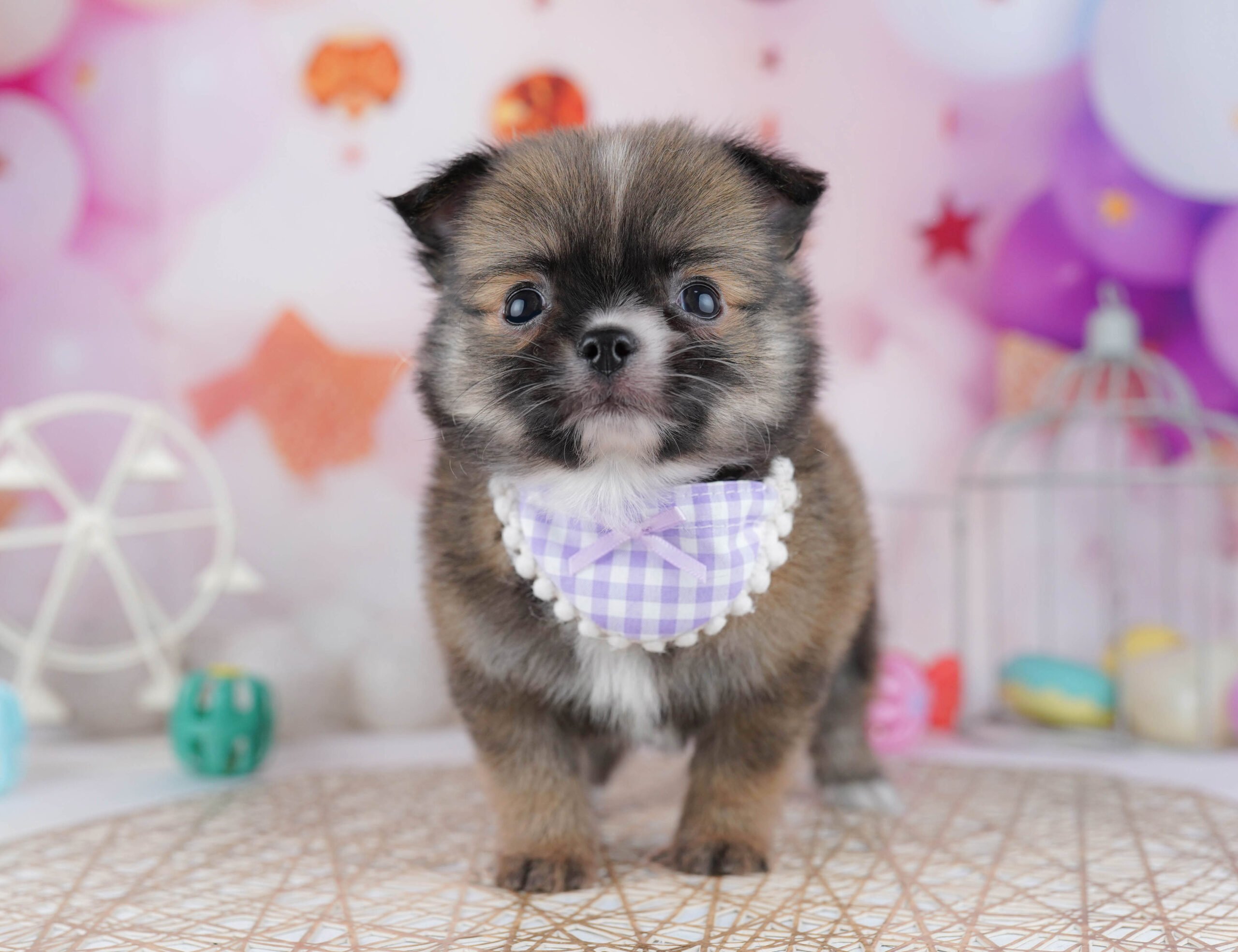 チワワ(ロング) | 男の子 | フォーン | 2025年12月23日