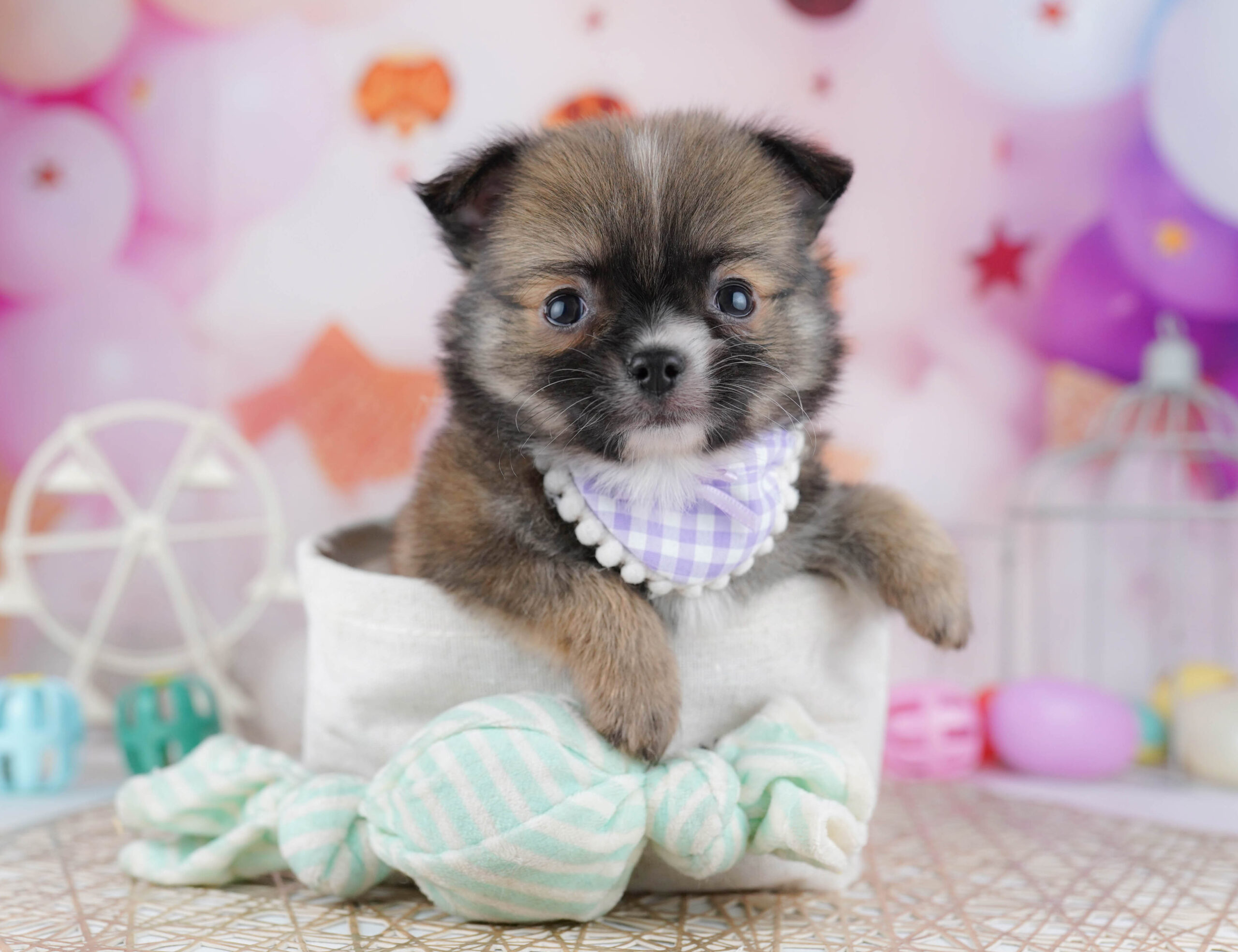 チワワ(ロング) | 男の子 | フォーン | 2025年12月23日