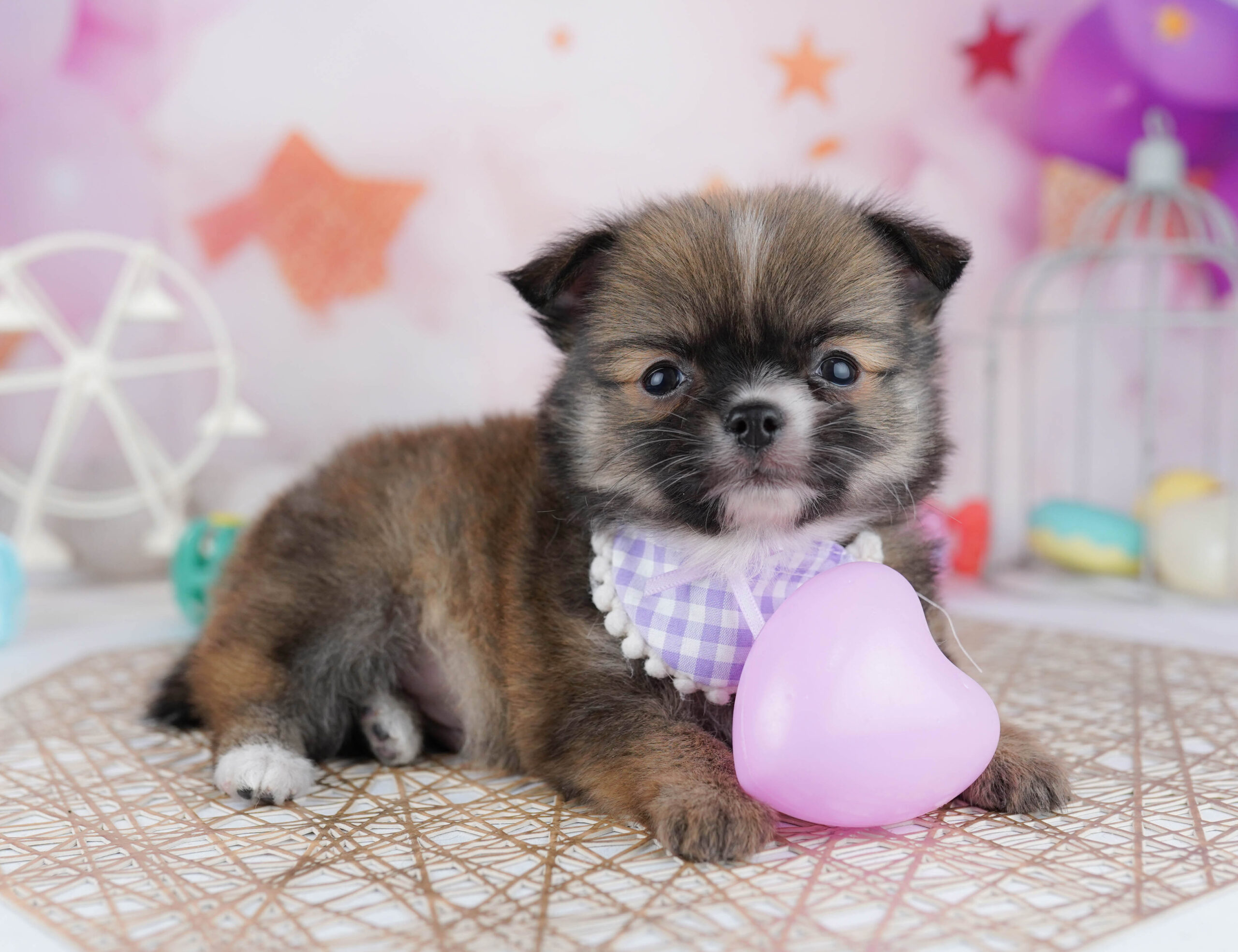 チワワ(ロング) | 男の子 | フォーン | 2025年12月23日