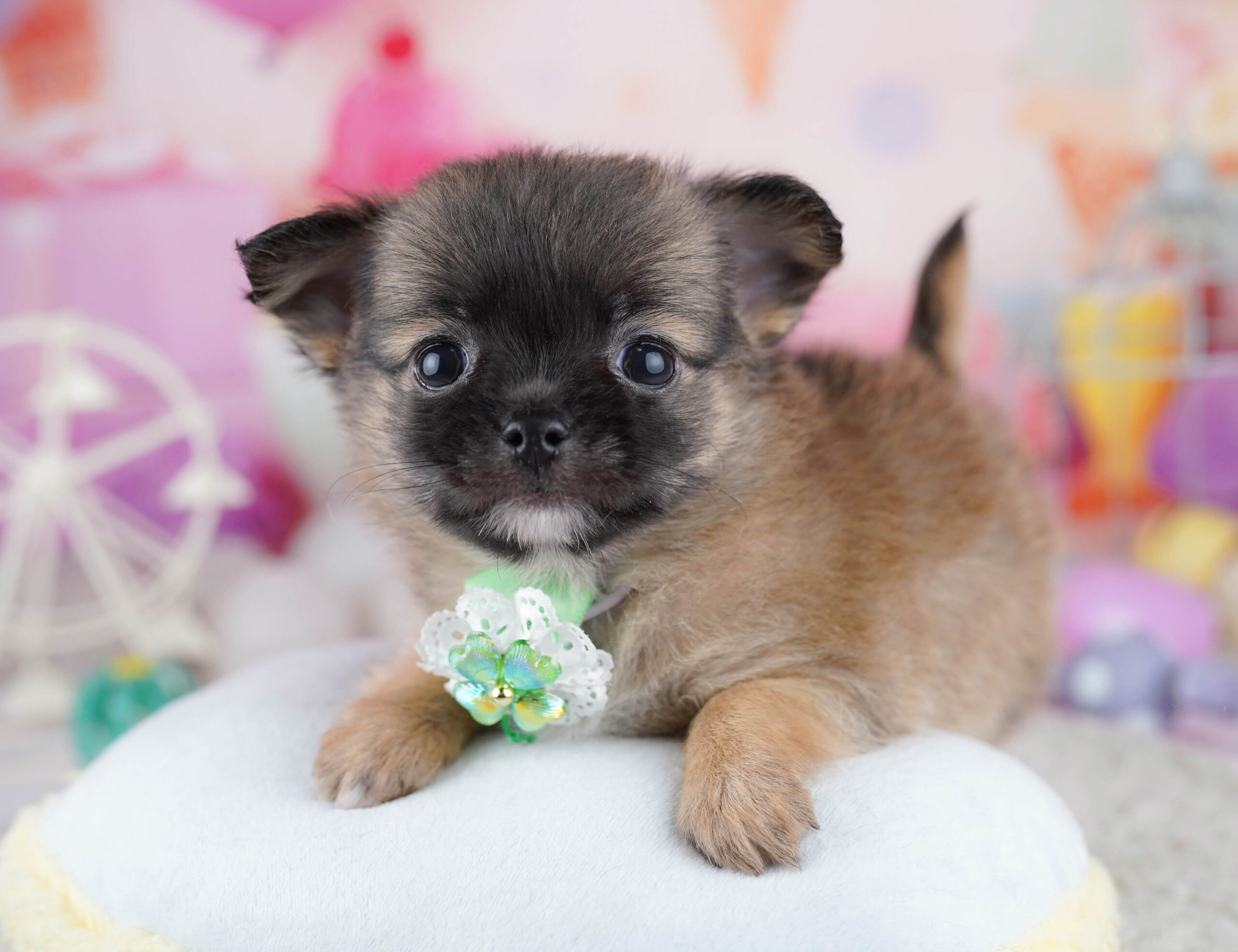 チワワ(ロング) | 男の子 | フォーン | 2025年12月23日