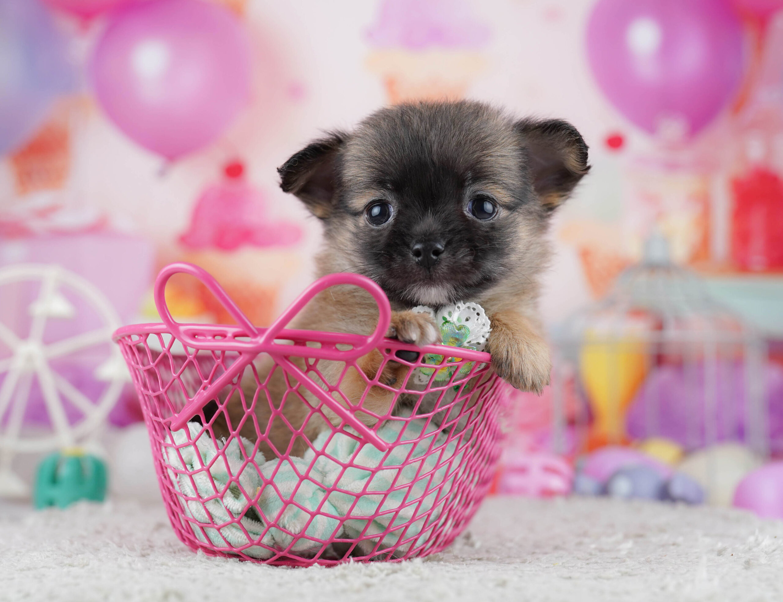 チワワ(ロング) | 男の子 | フォーン | 2025年12月23日