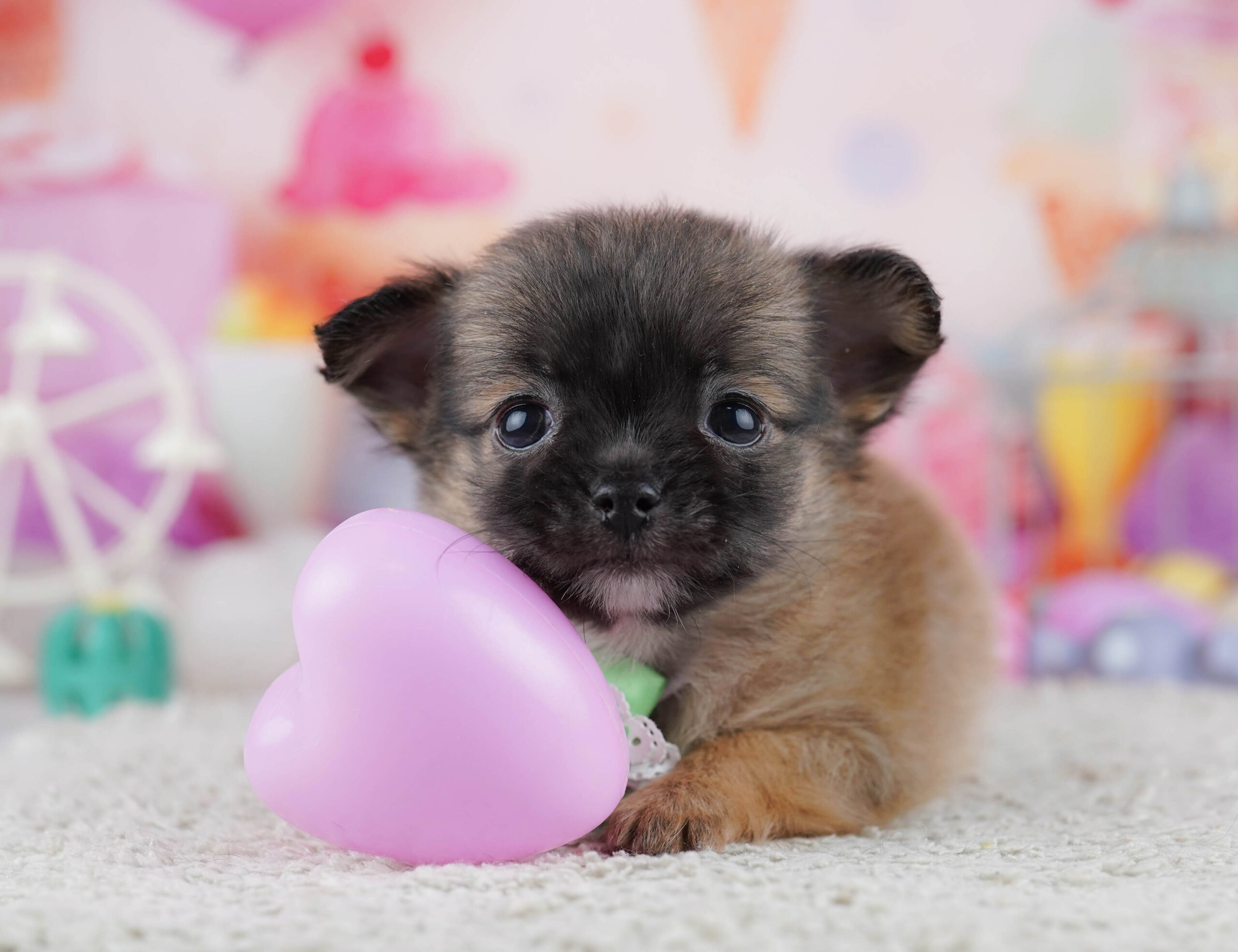 チワワ(ロング) | 男の子 | フォーン | 2025年12月23日