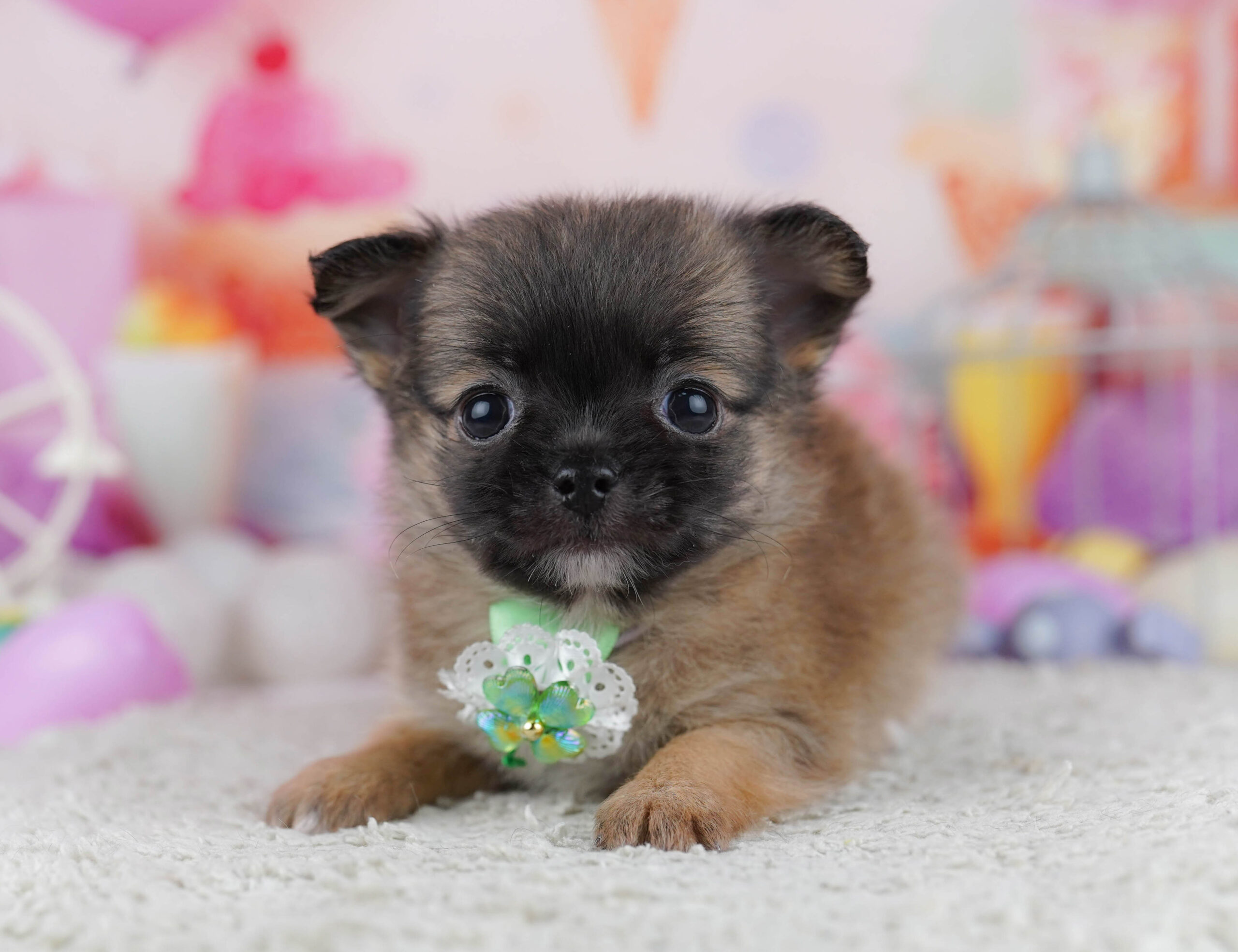 チワワ(ロング) | 男の子 | フォーン | 2025年12月23日