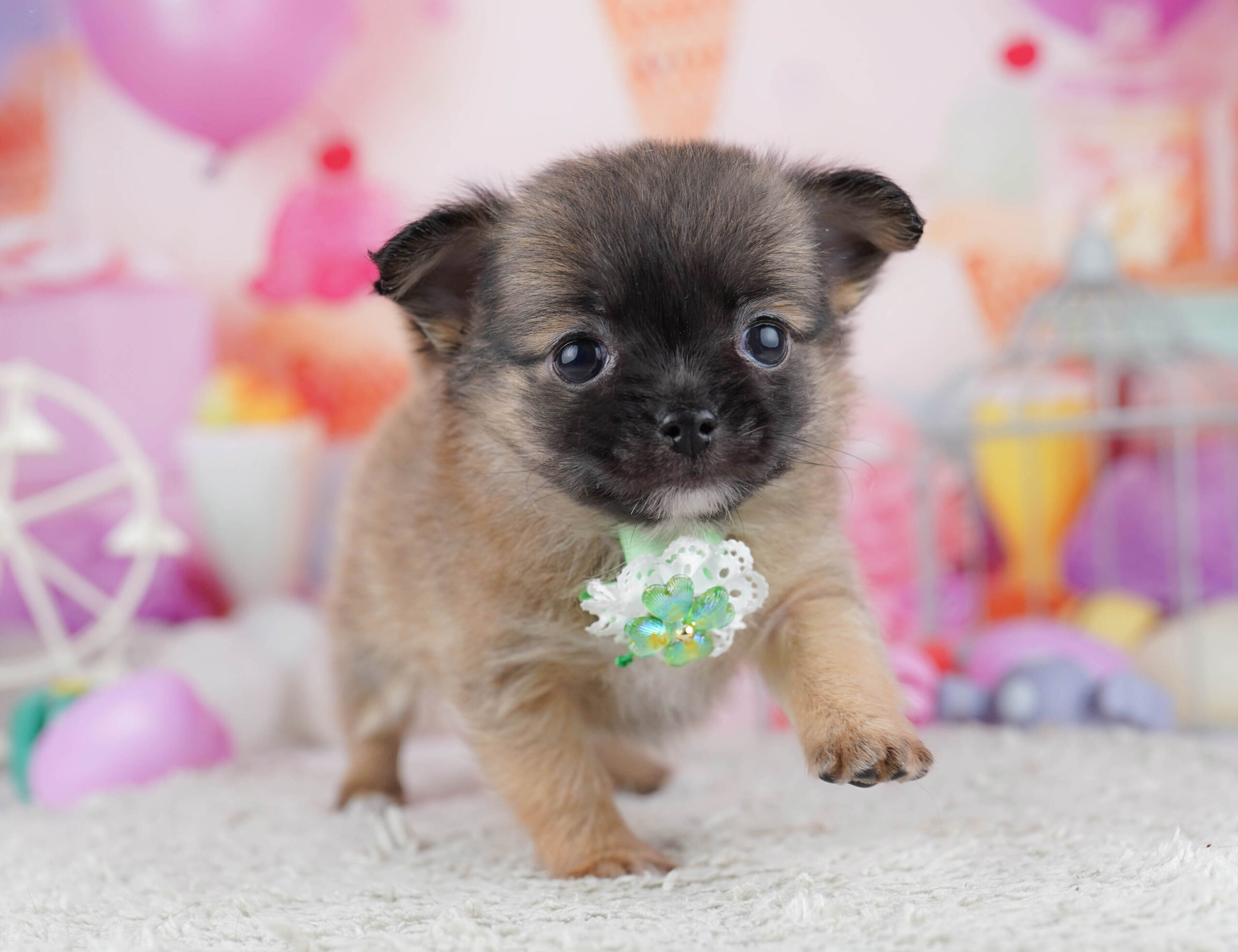 チワワ(ロング) | 男の子 | フォーン | 2025年12月23日