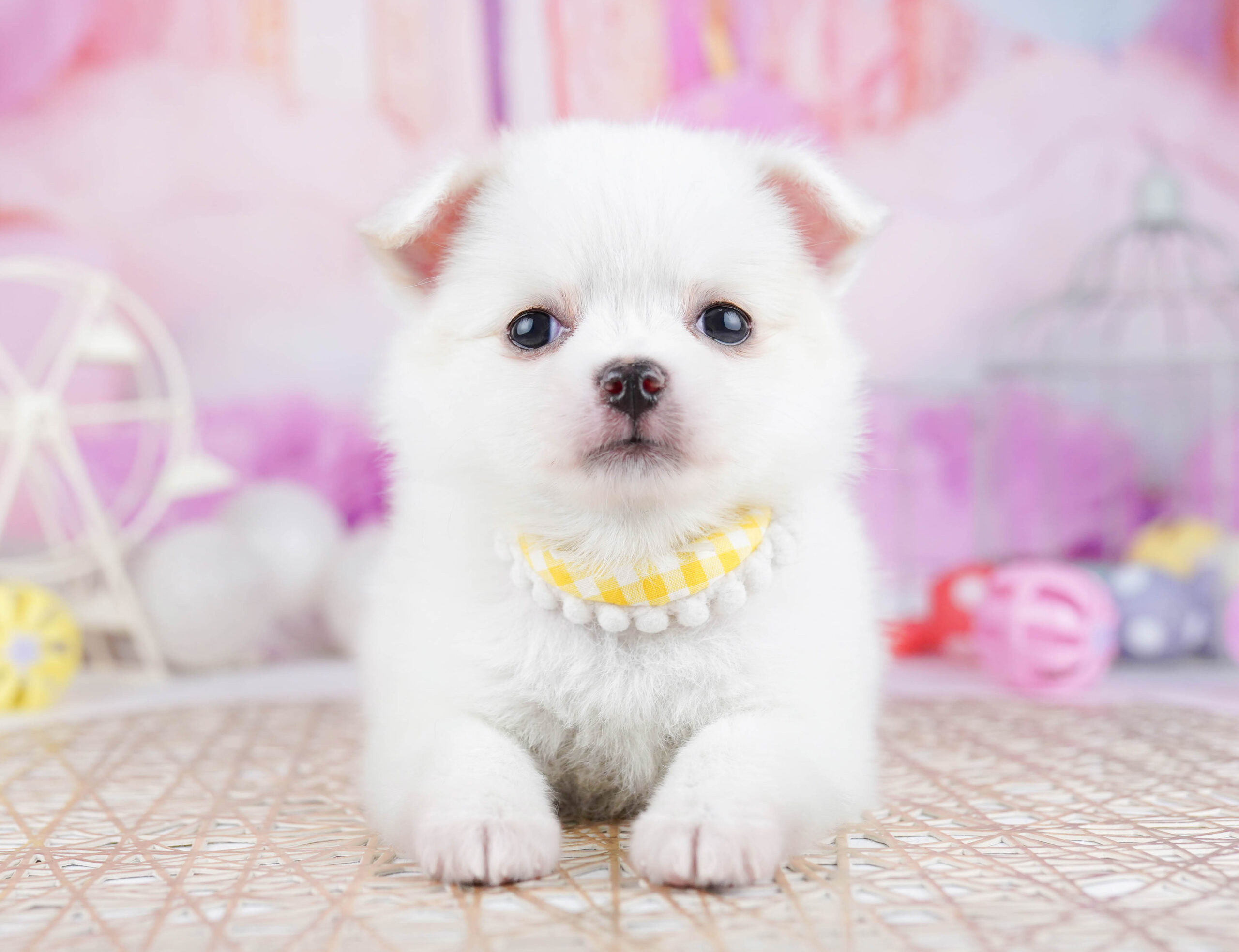 チワワ(ロング) | 女の子 | ホワイト | 2025年12月23日