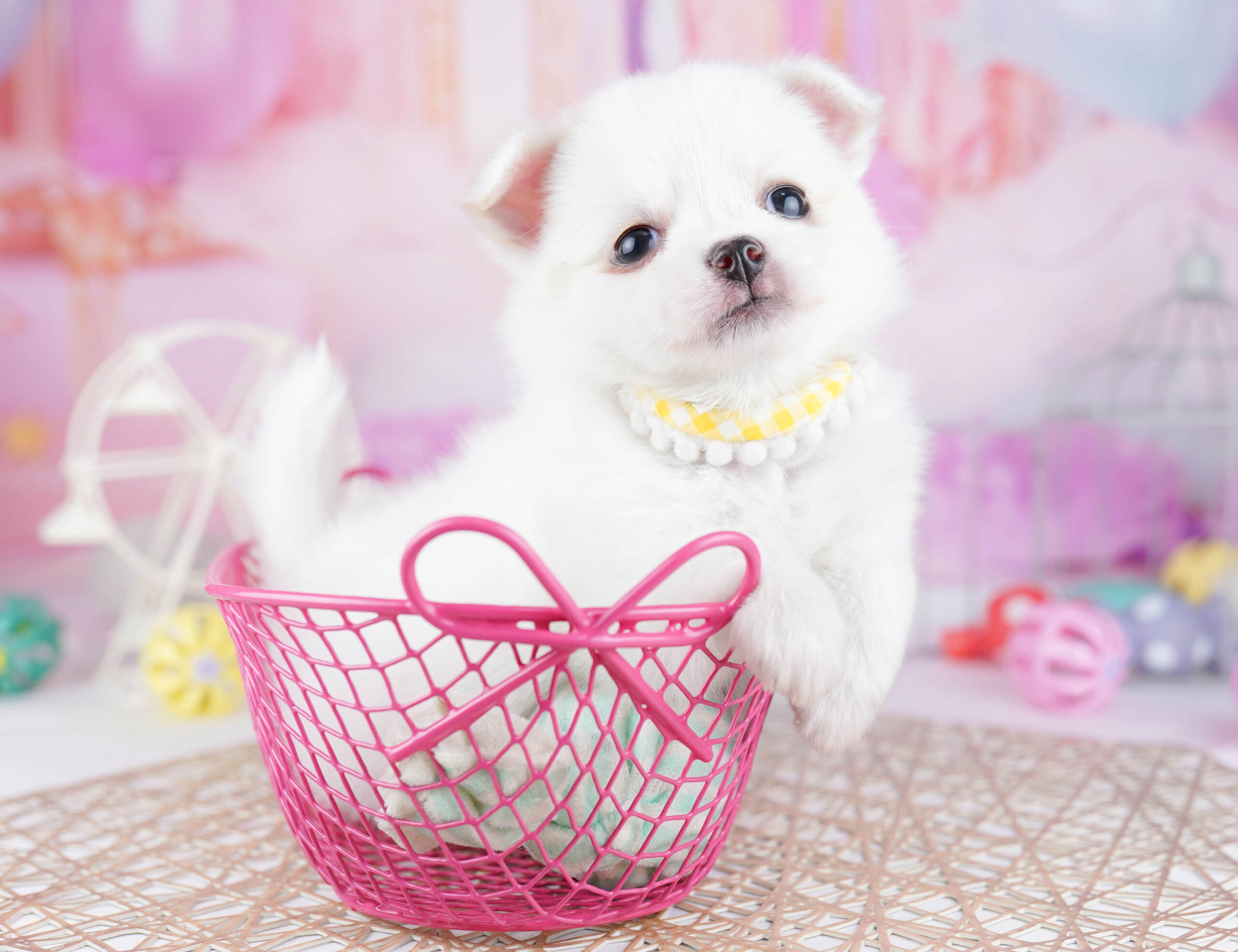 チワワ(ロング) | 女の子 | ホワイト | 2025年12月23日