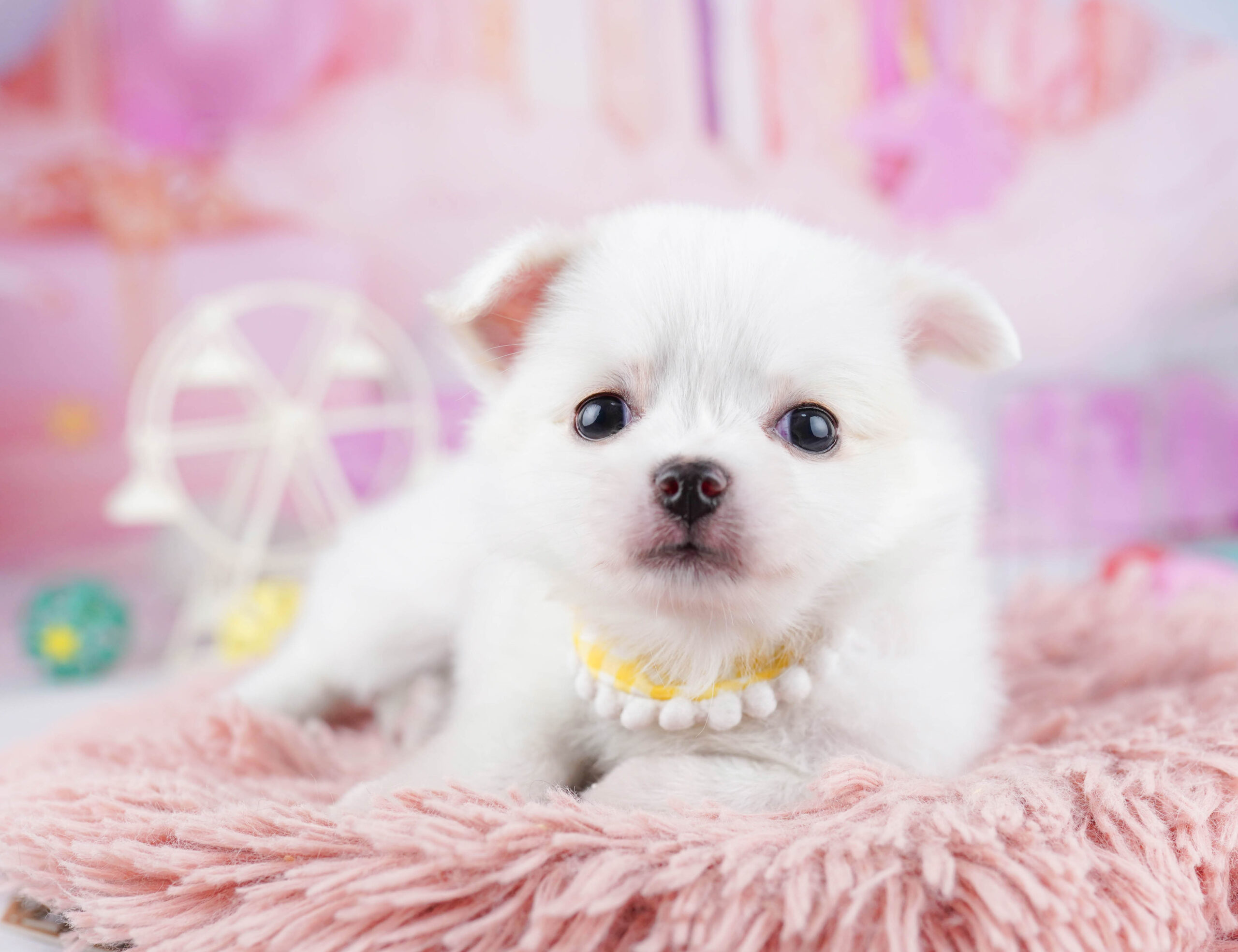 チワワ(ロング) | 女の子 | ホワイト | 2025年12月23日