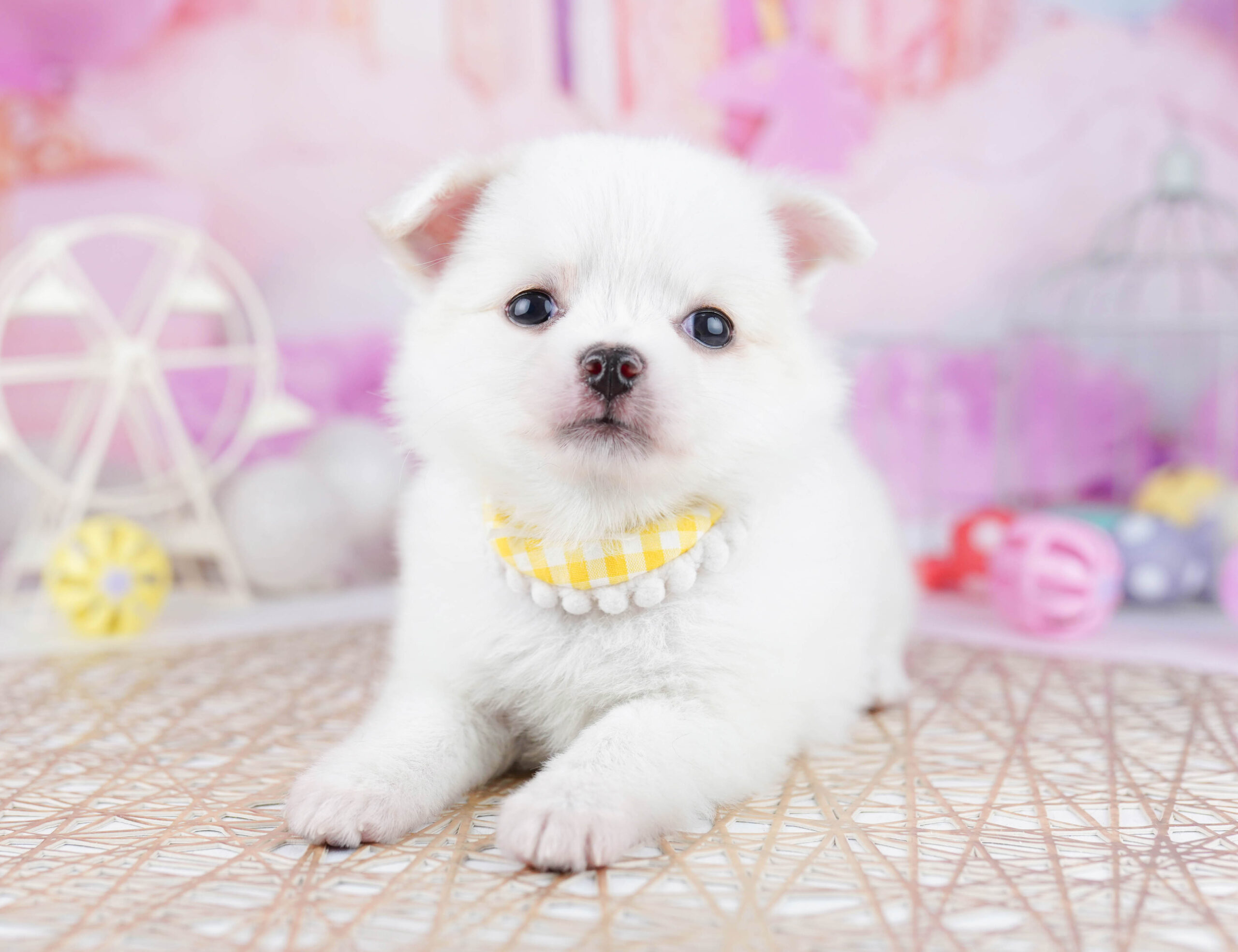 チワワ(ロング) | 女の子 | ホワイト | 2025年12月23日