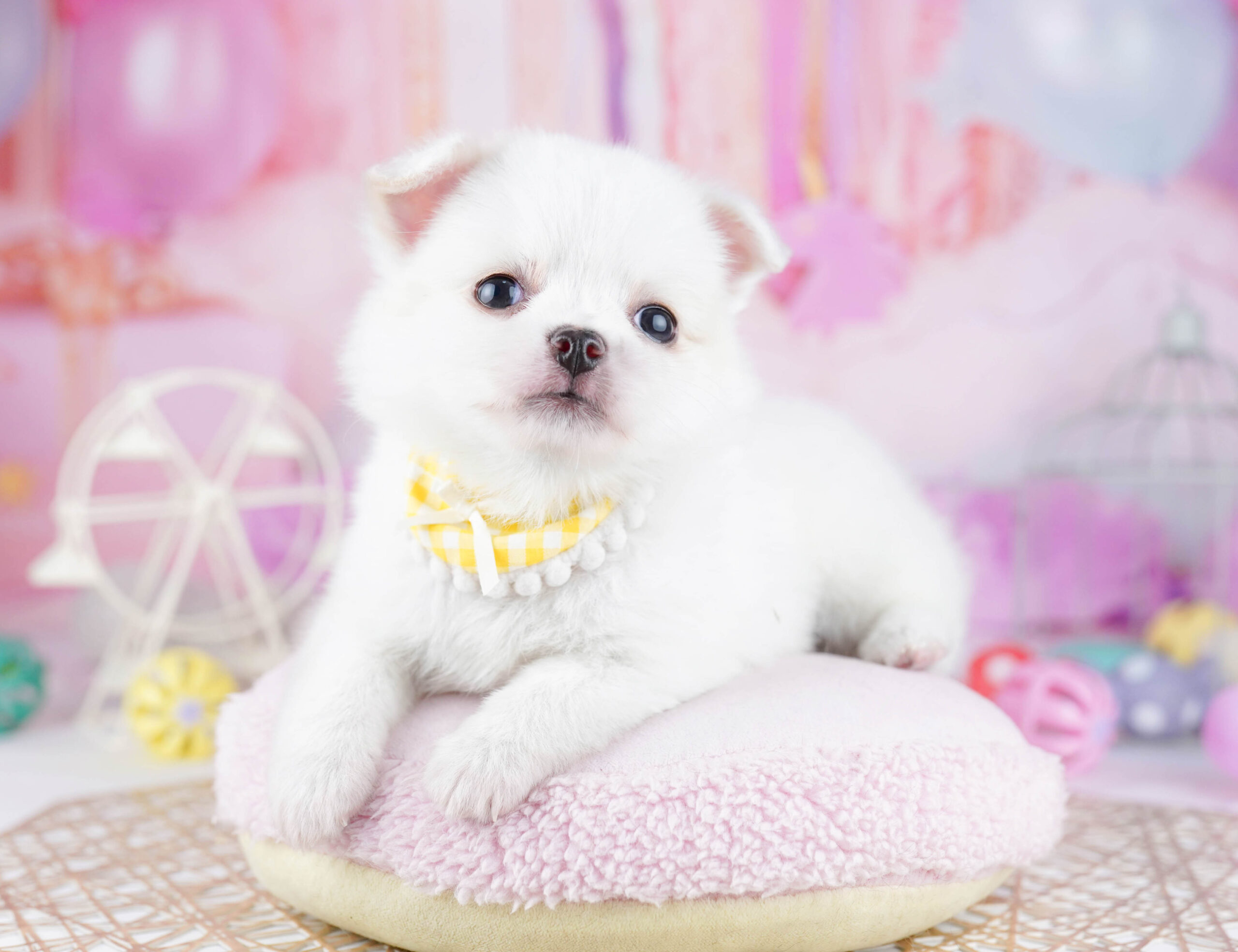 チワワ(ロング) | 女の子 | ホワイト | 2025年12月23日