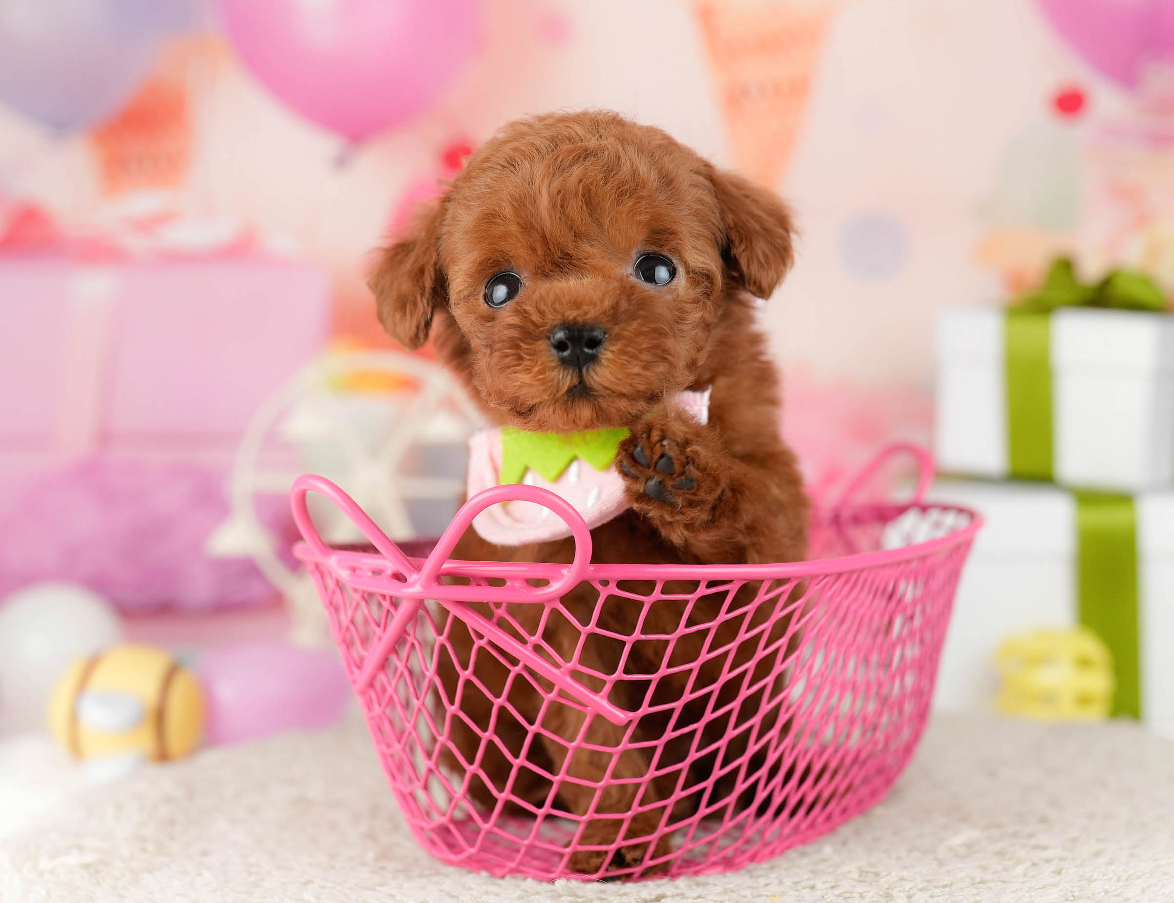 ティーカップ・プードル | 女の子 | レッド | 2025年12月25日