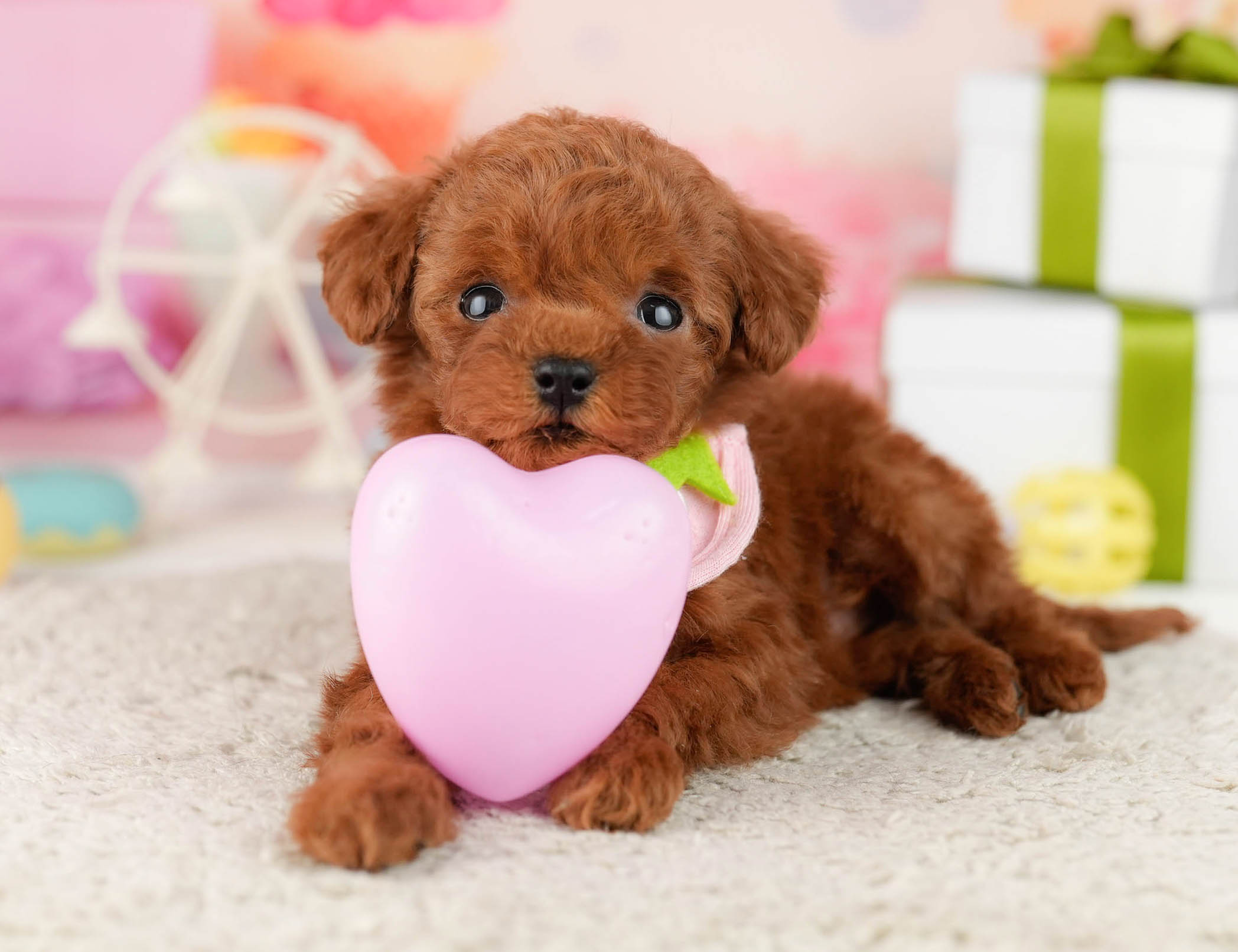 ティーカップ・プードル | 女の子 | レッド | 2025年12月25日