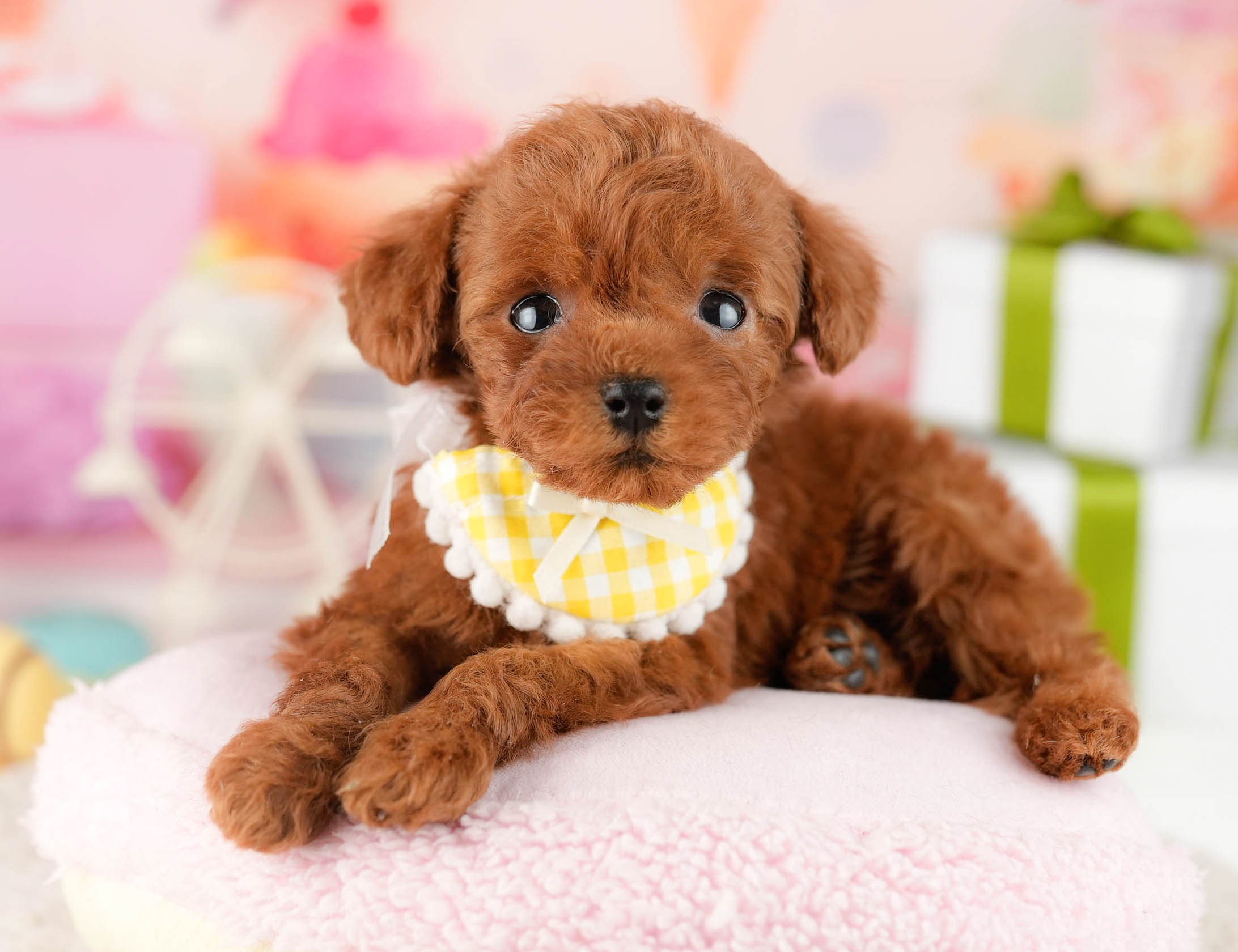 ティーカップ・プードル | 女の子 | レッド | 2025年12月25日