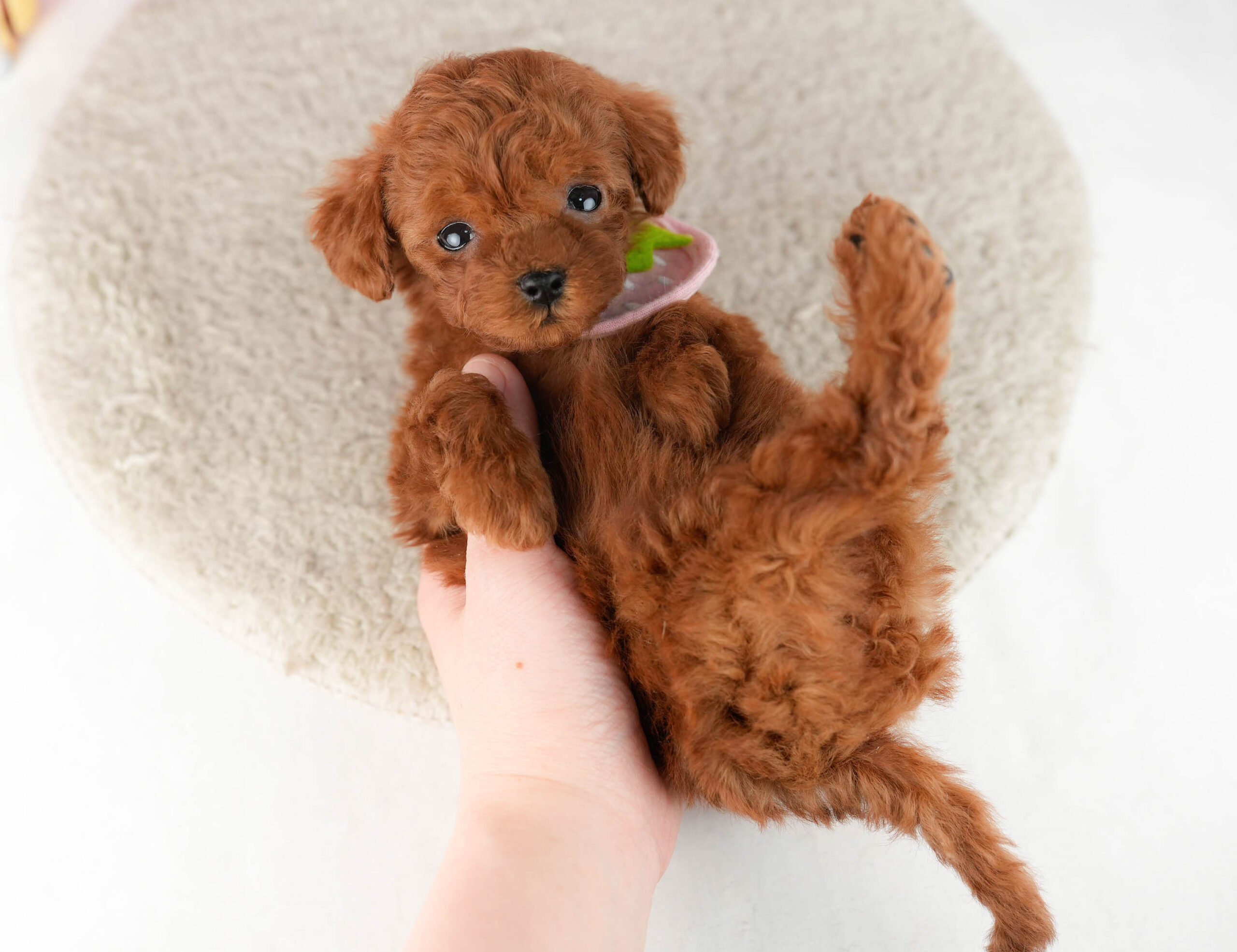 ティーカップ・プードル | 女の子 | レッド | 2025年12月25日