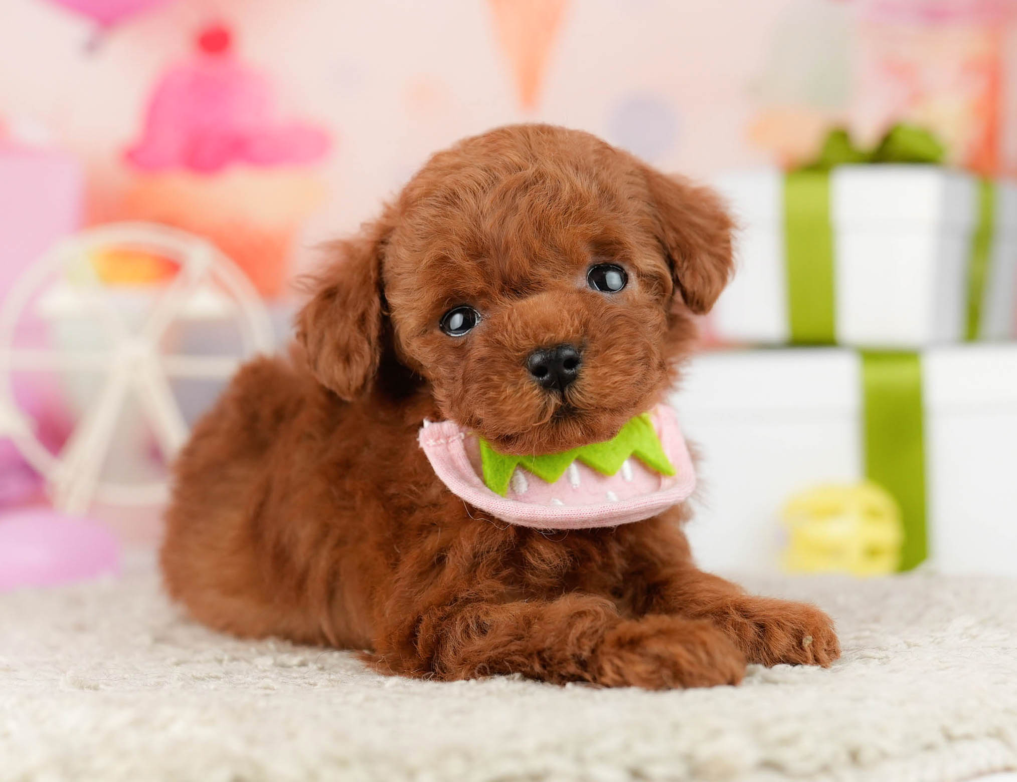 ティーカップ・プードル | 女の子 | レッド | 2025年12月25日