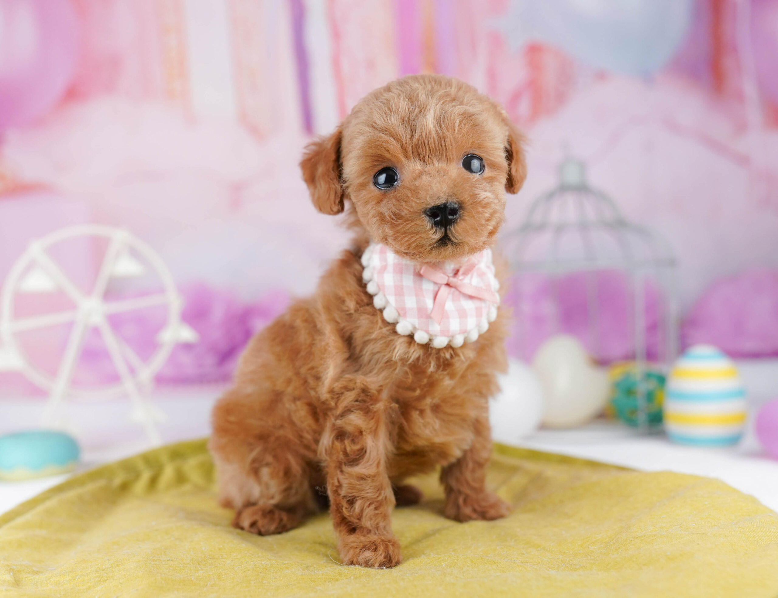 ティーカップ・プードル | 女の子 | アプリコット | 2025年12月25日