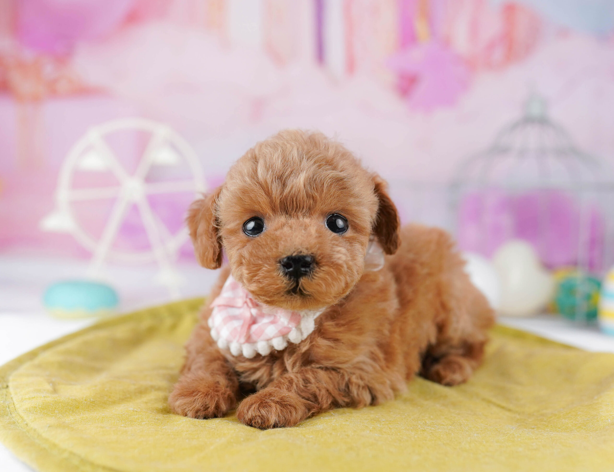 ティーカップ・プードル | 女の子 | アプリコット | 2025年12月25日