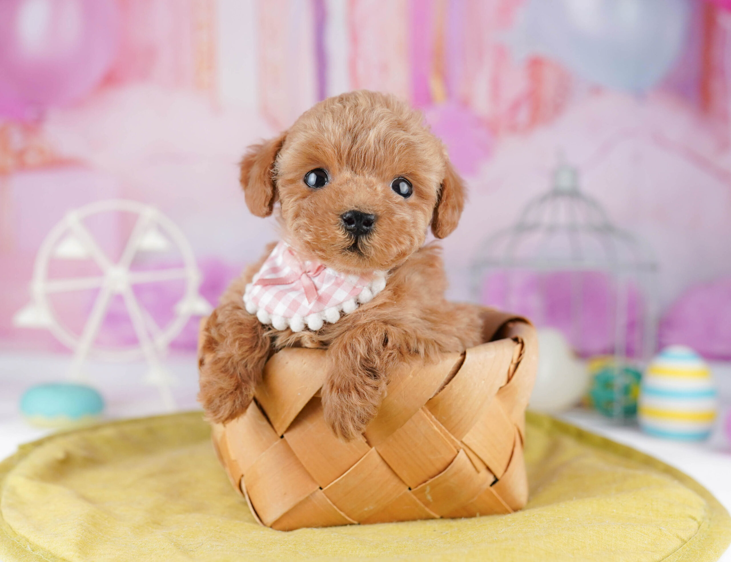 ティーカップ・プードル | 女の子 | アプリコット | 2025年12月25日