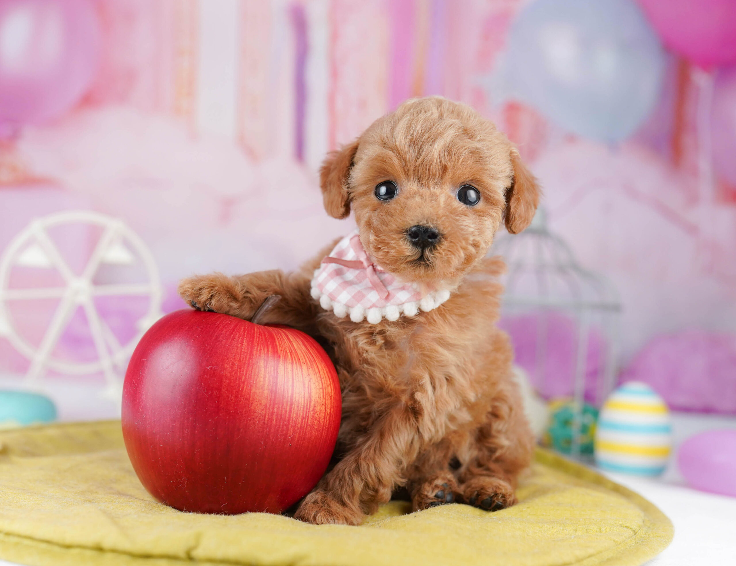 ティーカップ・プードル | 女の子 | アプリコット | 2025年12月25日