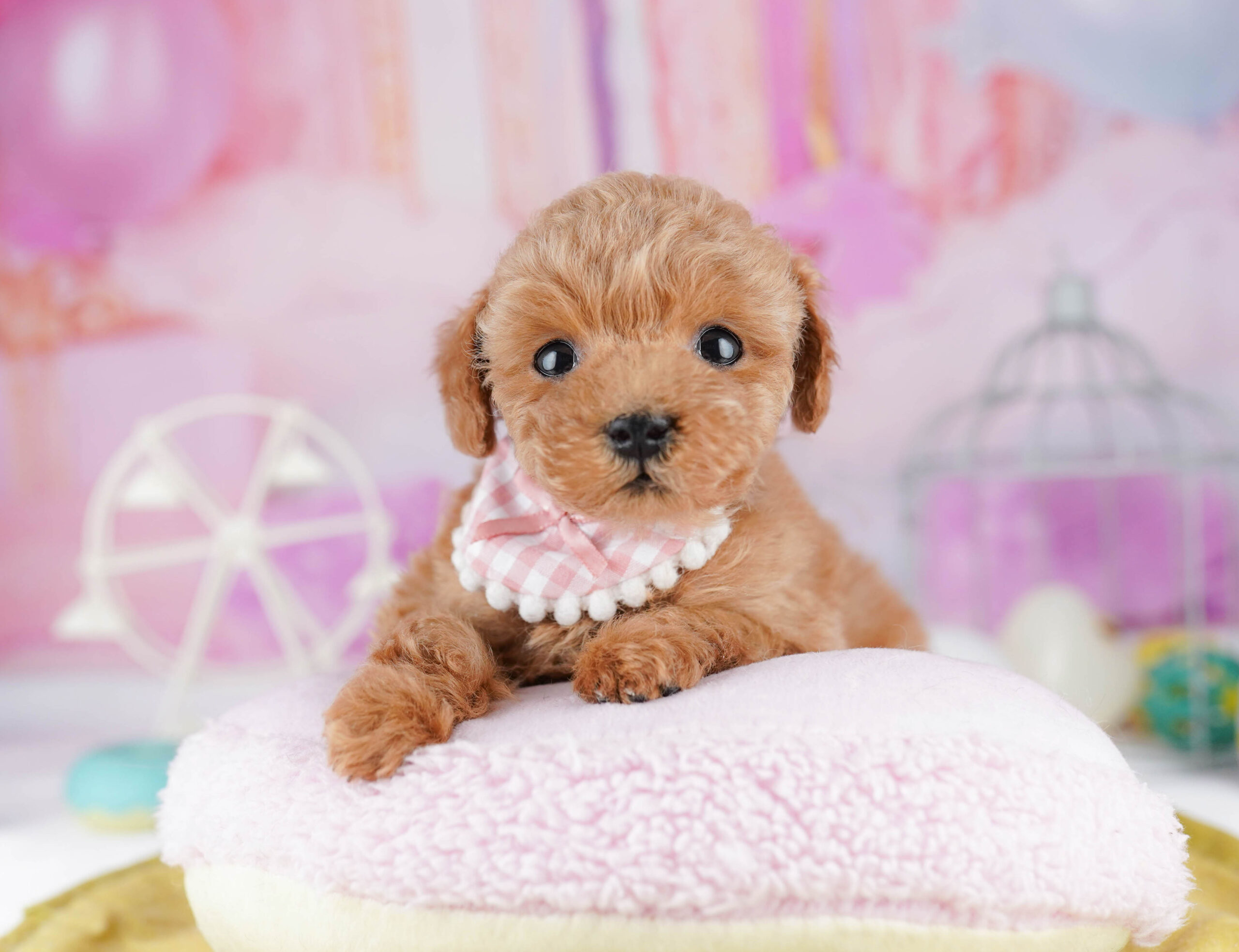 ティーカップ・プードル | 女の子 | アプリコット | 2025年12月25日