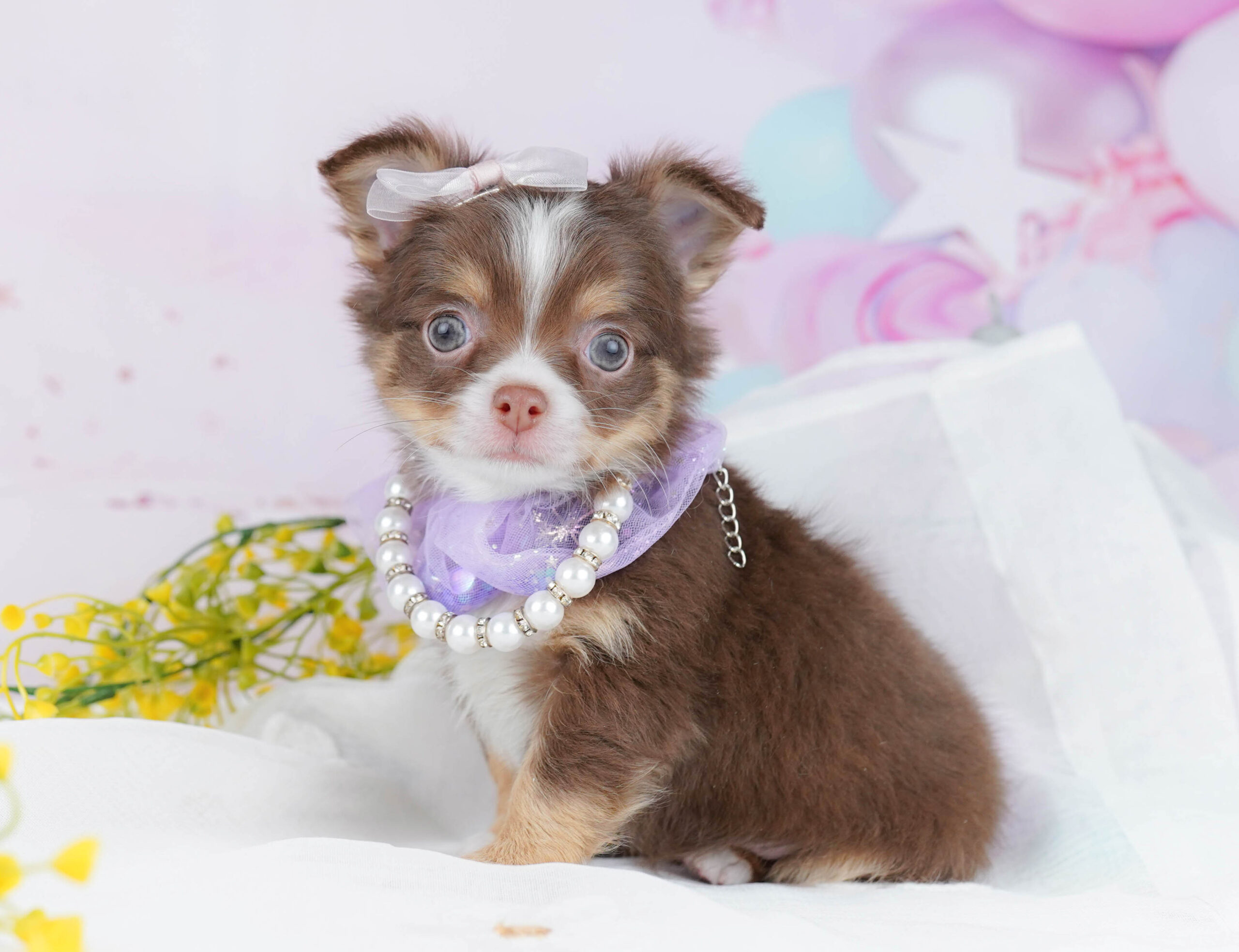 チワワ(ロング) | 男の子 | チョコレートタン＆ホワイト | 2025年12月25日