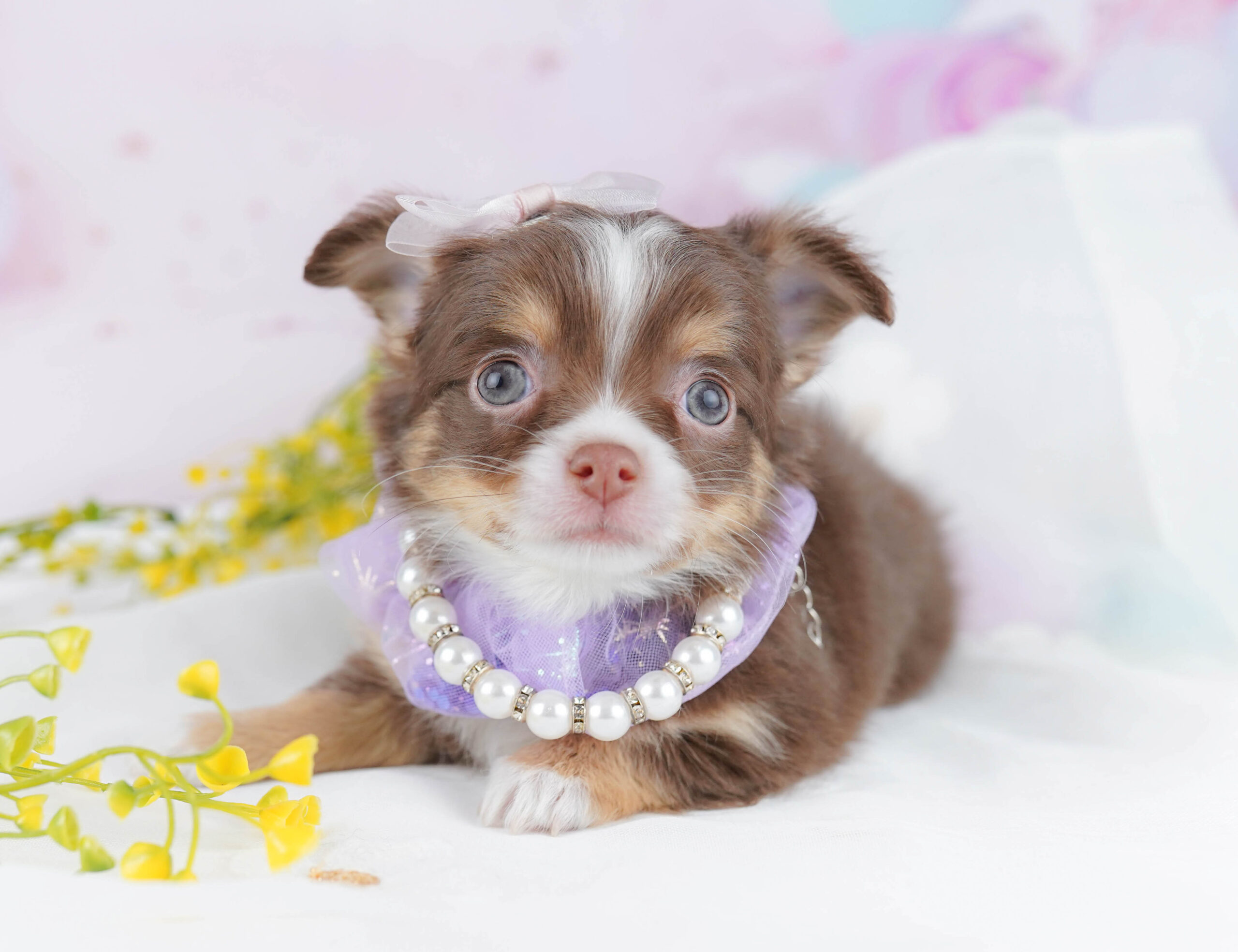 チワワ(ロング) | 男の子 | チョコレートタン＆ホワイト | 2025年12月25日