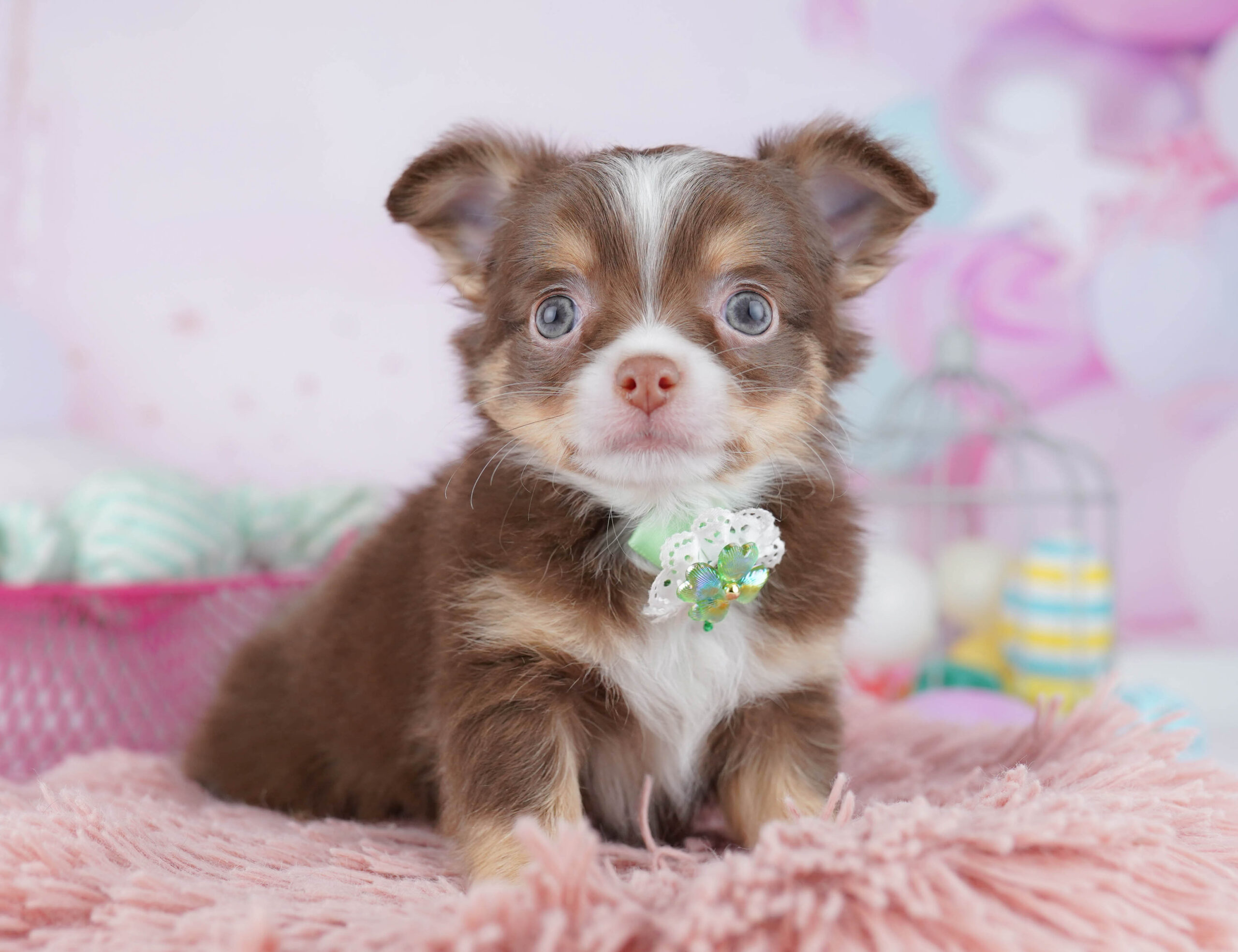 チワワ(ロング) | 男の子 | チョコレートタン＆ホワイト | 2025年12月25日