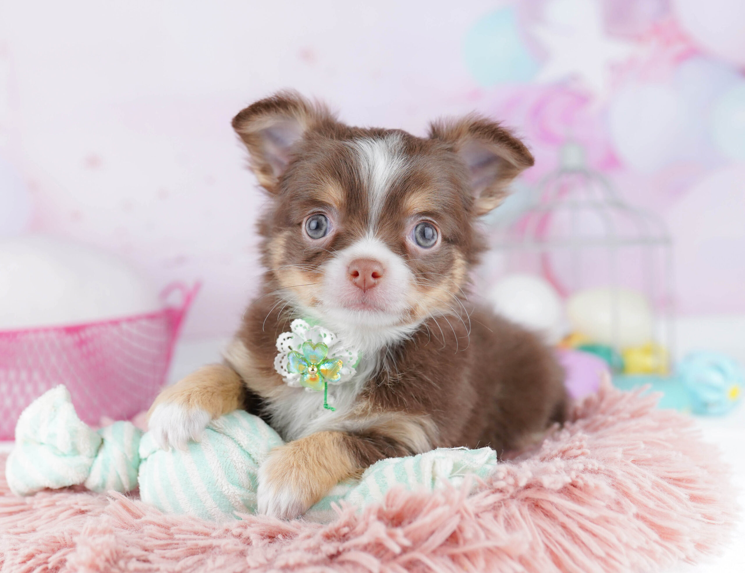 チワワ(ロング) | 男の子 | チョコレートタン＆ホワイト | 2025年12月25日