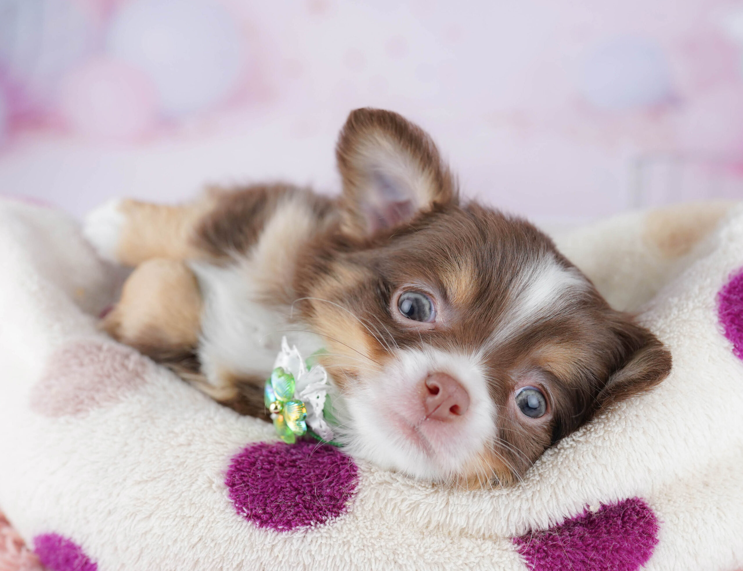 チワワ(ロング) | 男の子 | チョコレートタン＆ホワイト | 2025年12月25日