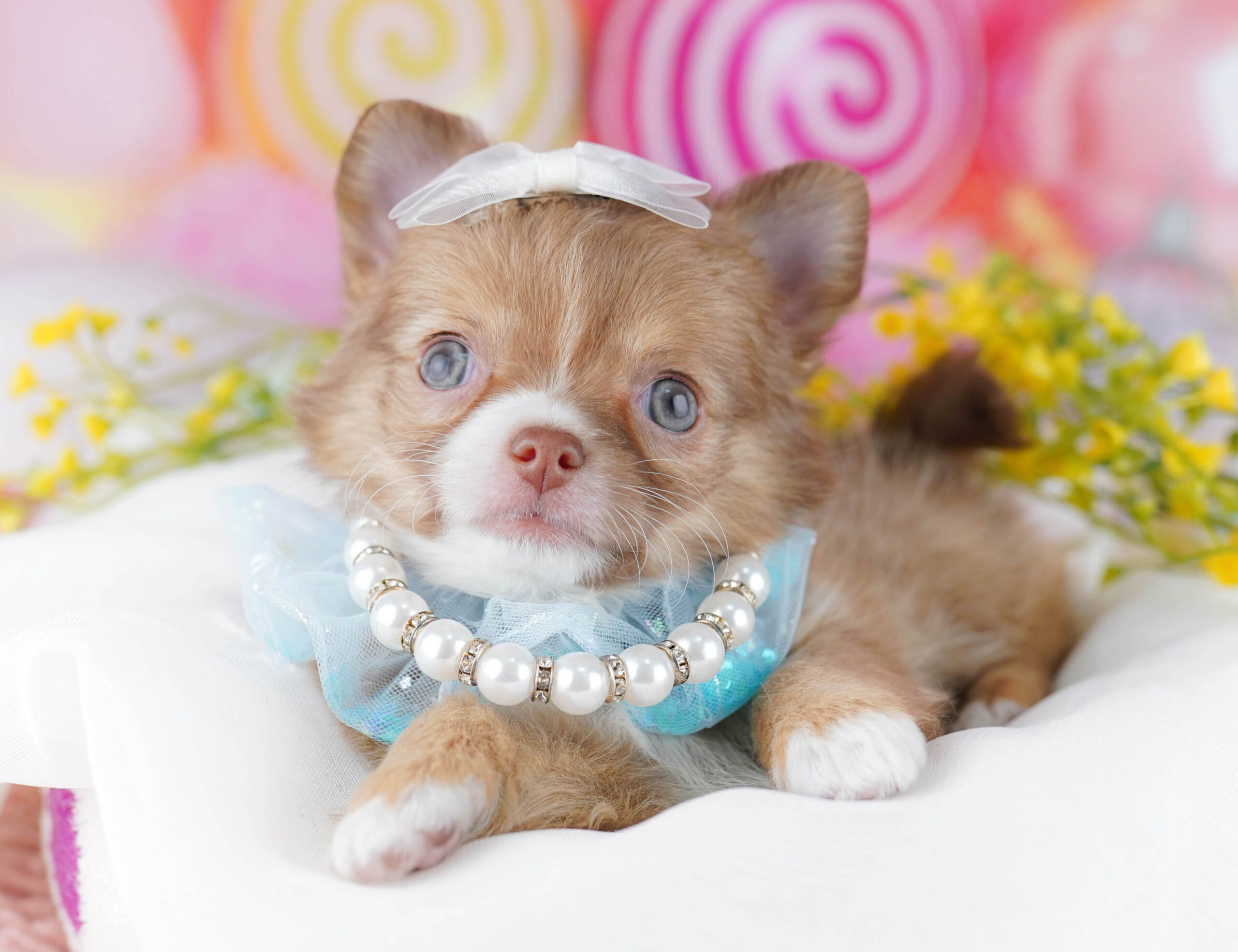 チワワ(ロング) | 女の子 | フォーン＆ホワイト | 2025年12月25日