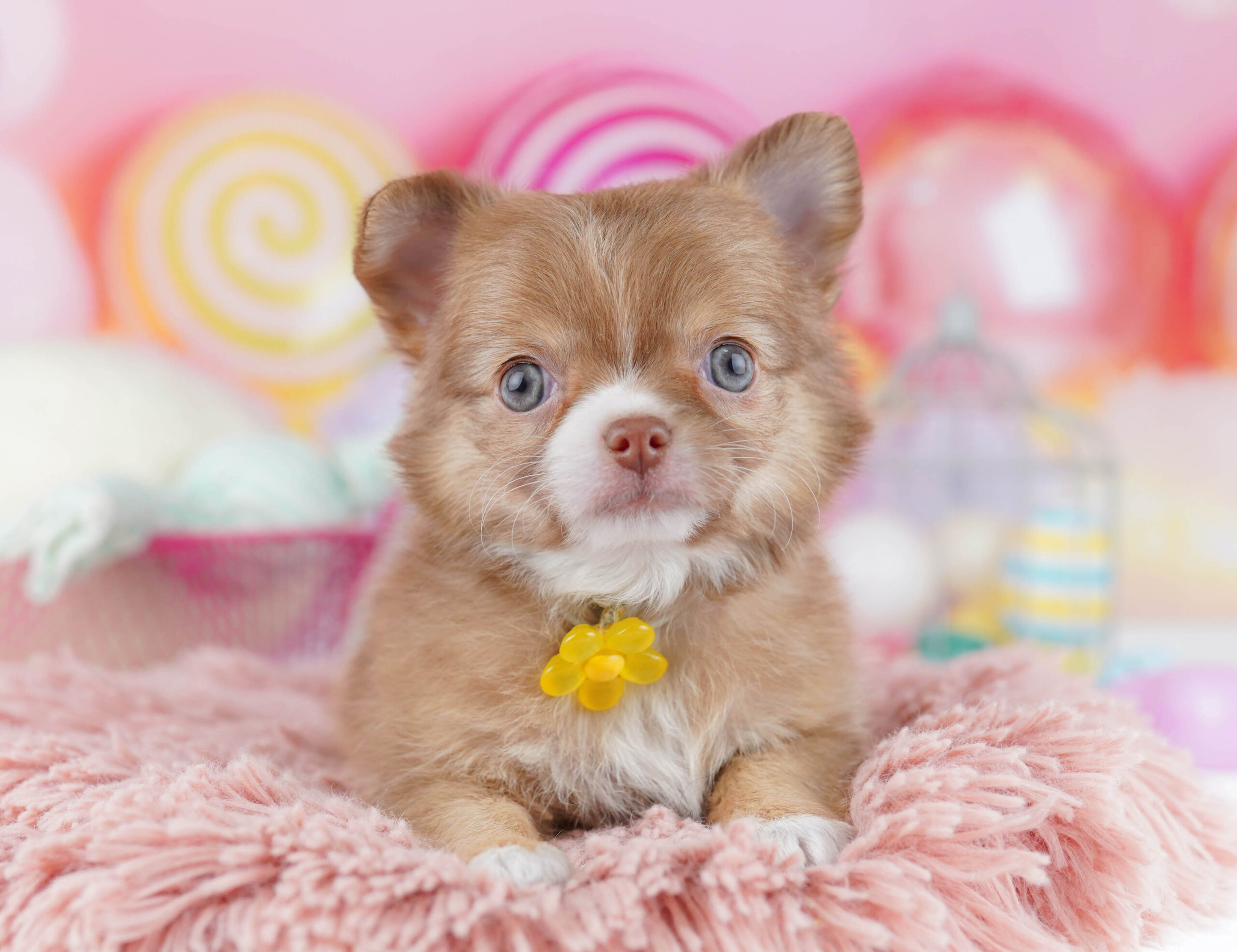 チワワ(ロング) | 女の子 | フォーン&ホワイト | 2025年12月25日