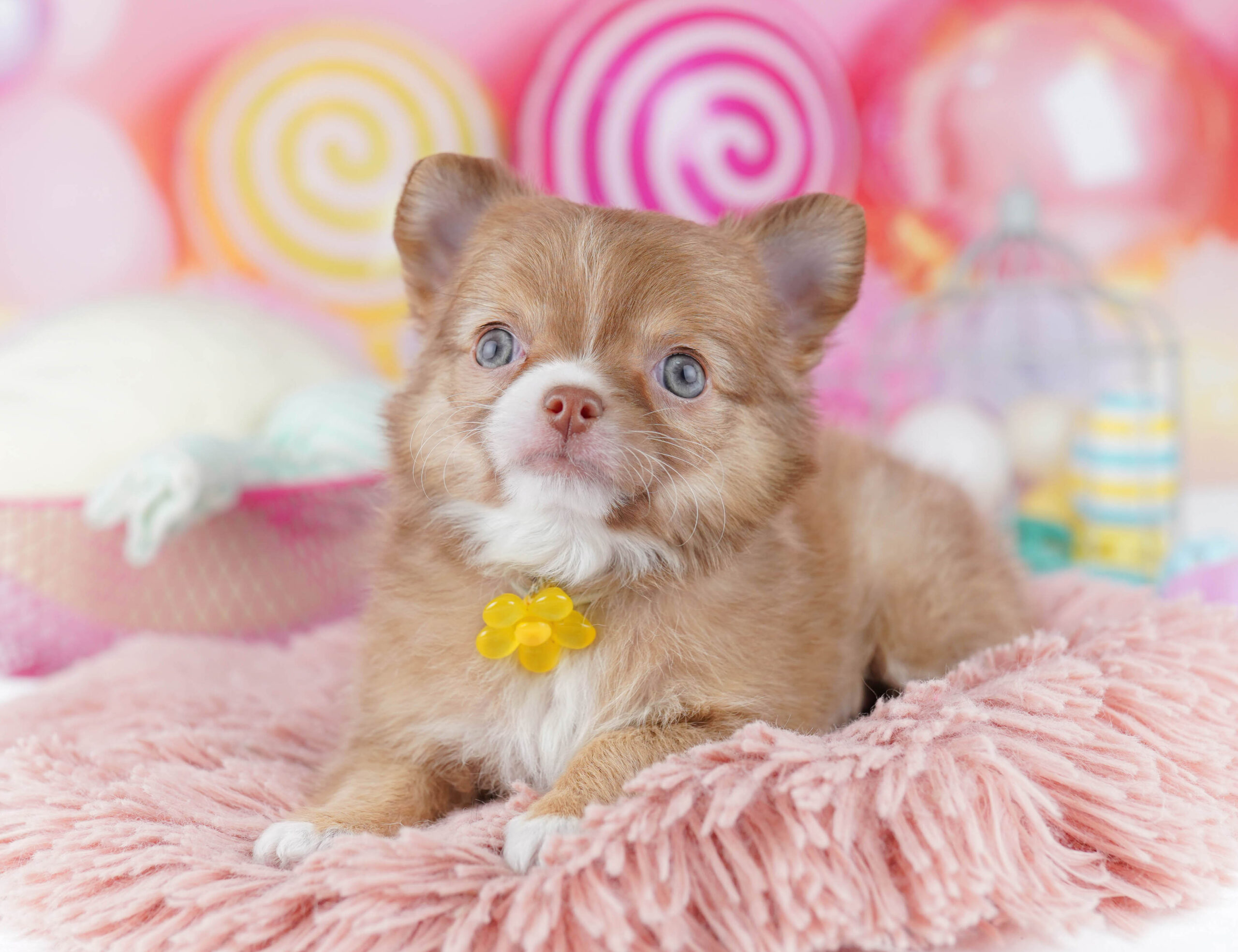 チワワ(ロング) | 女の子 | フォーン&ホワイト | 2025年12月25日