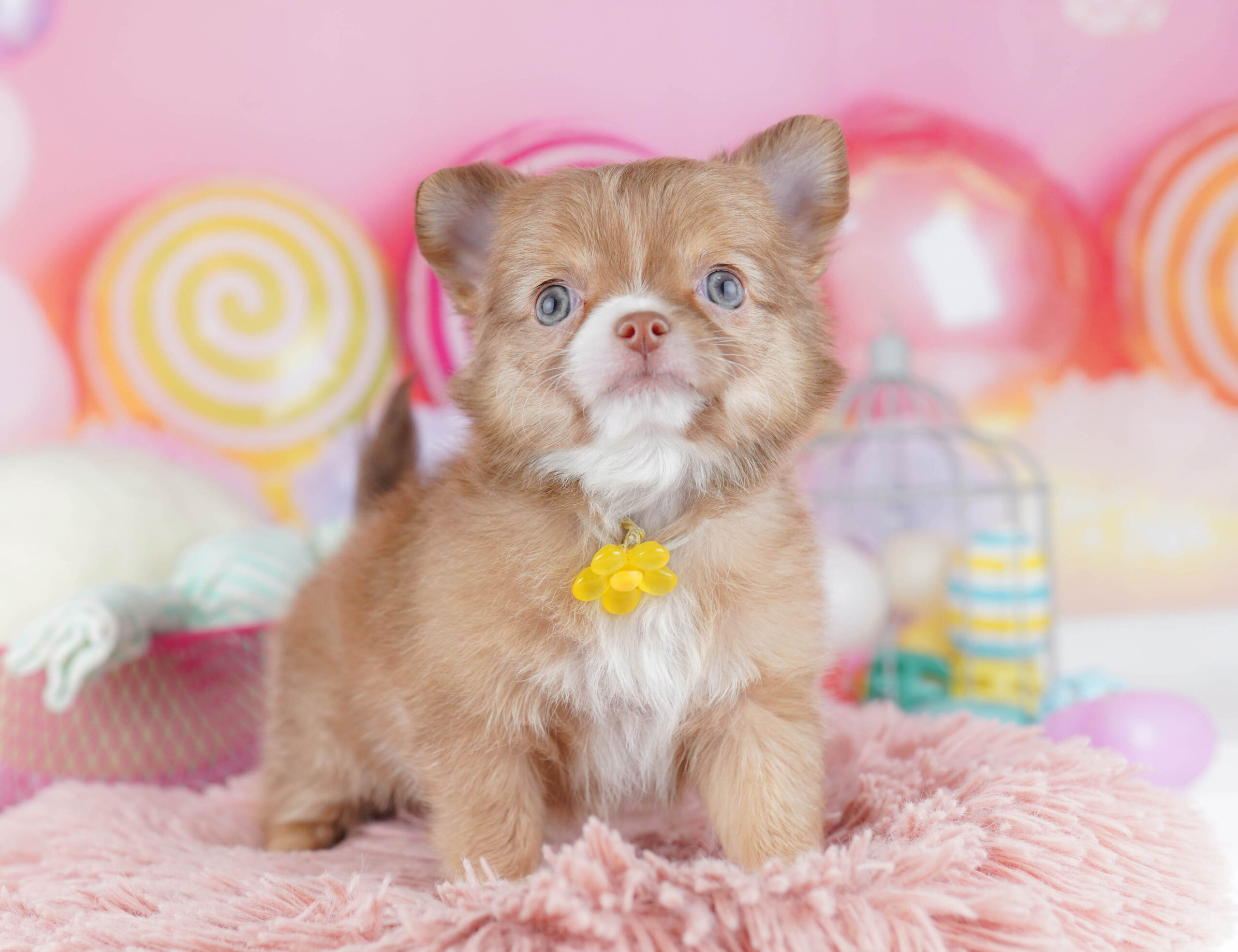 チワワ(ロング) | 女の子 | フォーン&ホワイト | 2025年12月25日