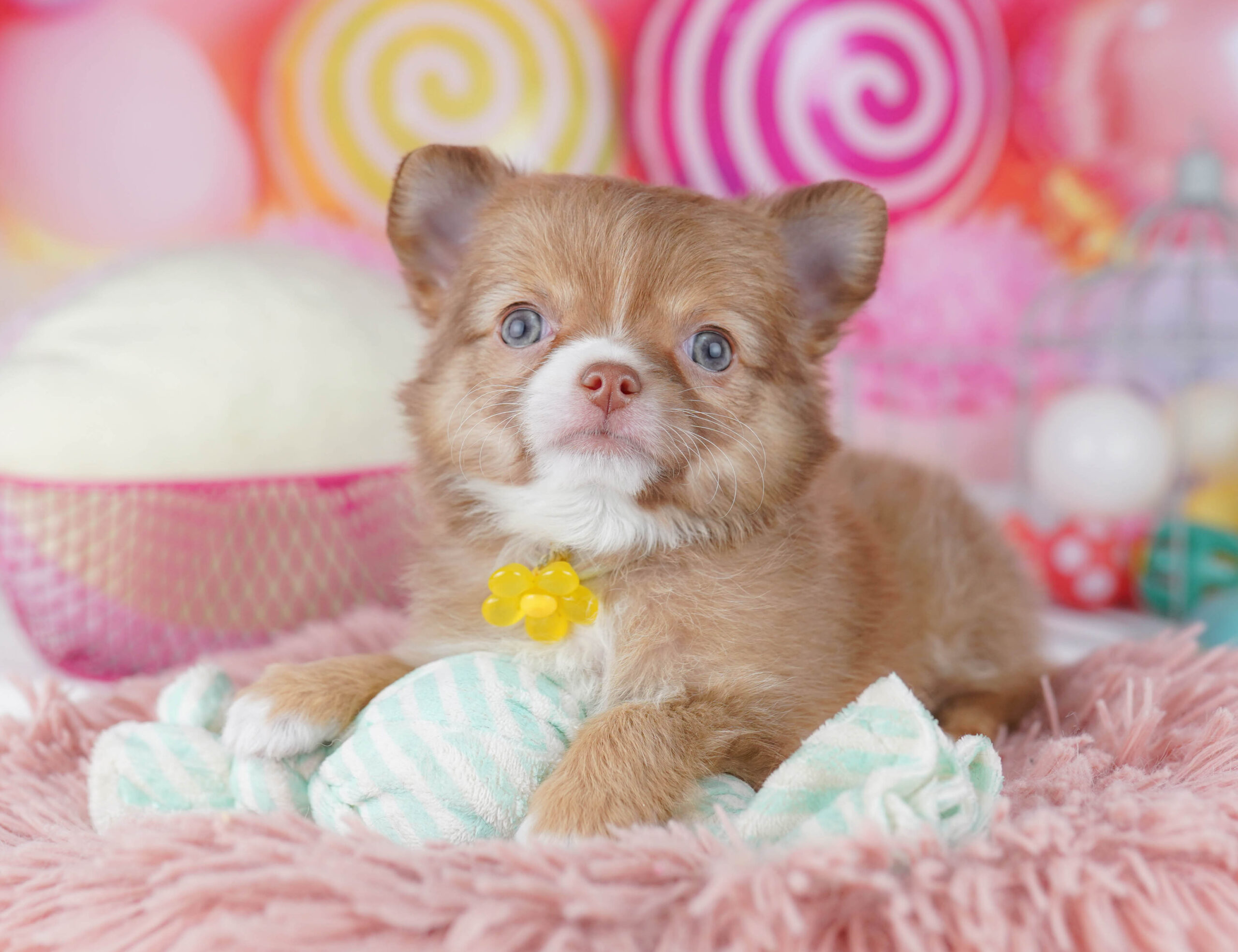 チワワ(ロング) | 女の子 | フォーン&ホワイト | 2025年12月25日