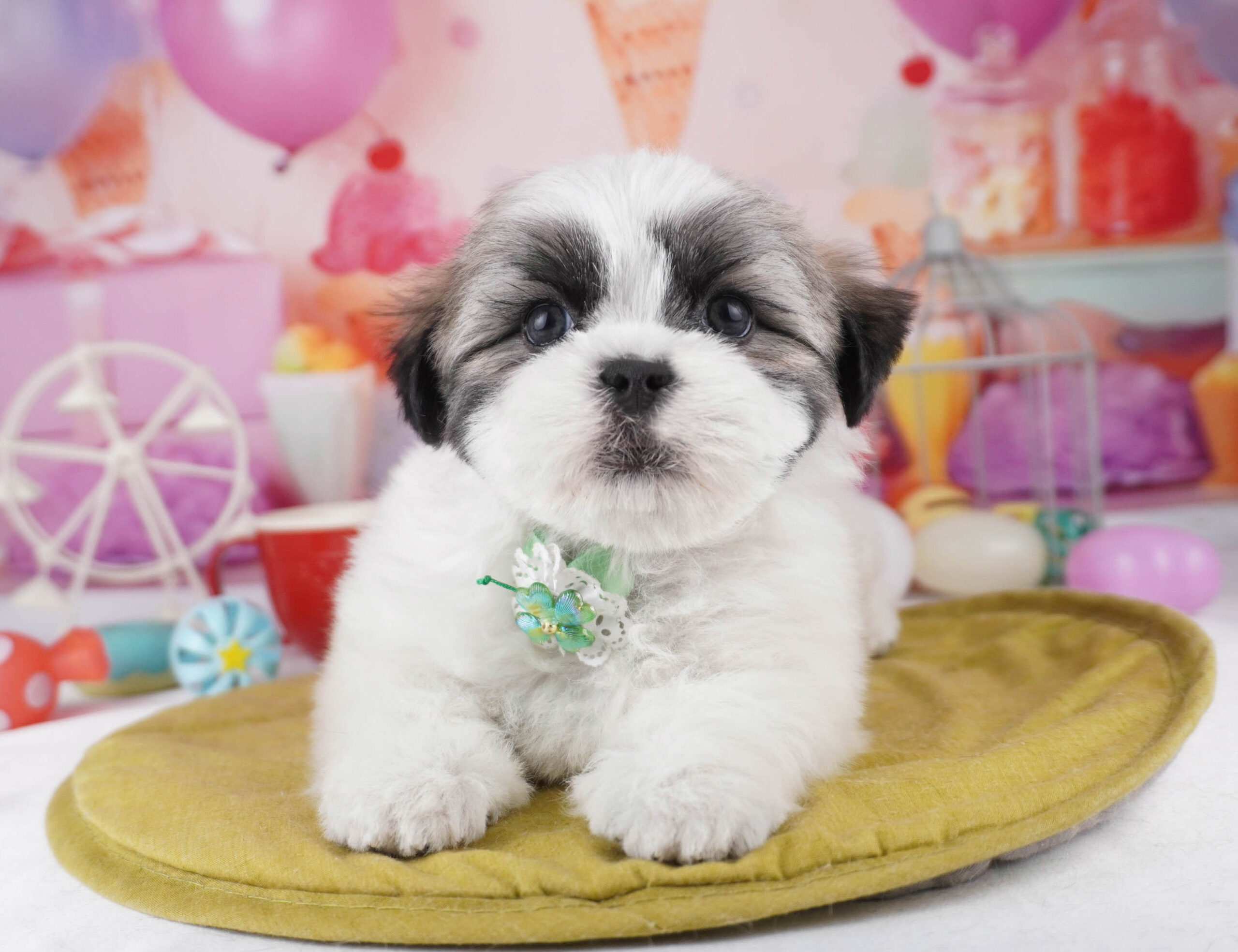 マルズー | 女の子 | ゴールド＆ホワイト | 2025年12月26日