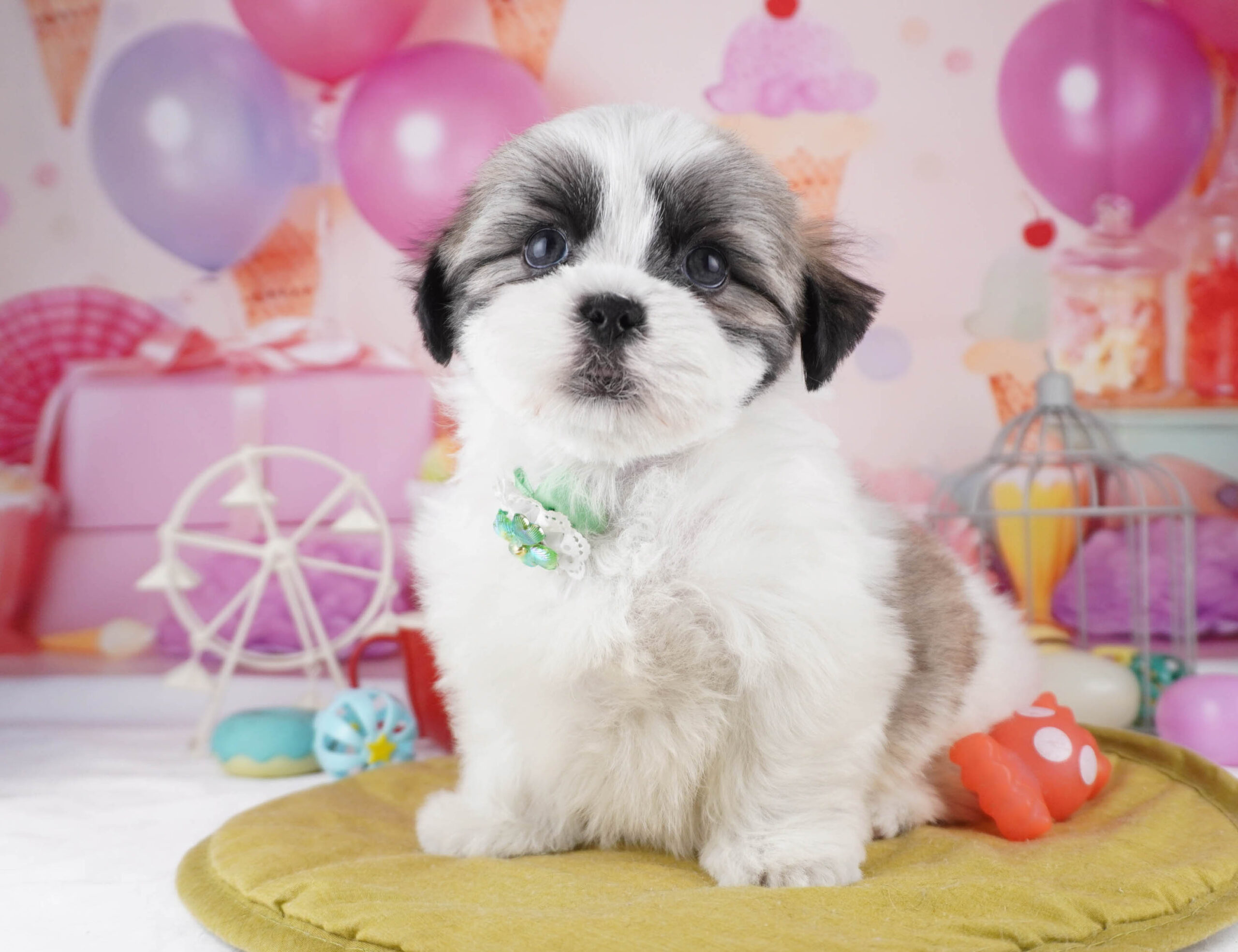 マルズー | 女の子 | ゴールド&ホワイト | 2025年12月26日