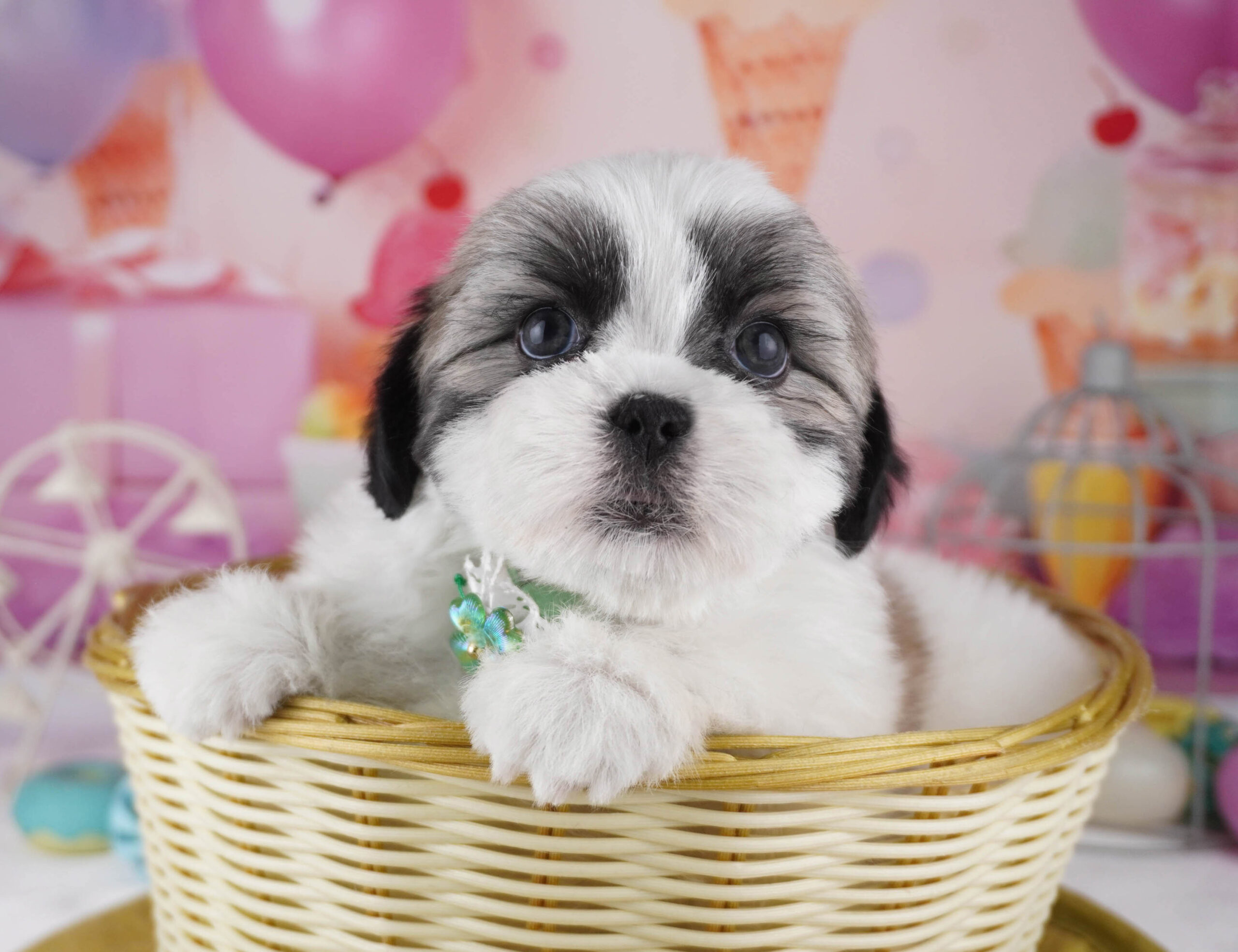 マルズー | 女の子 | ゴールド&ホワイト | 2025年12月26日