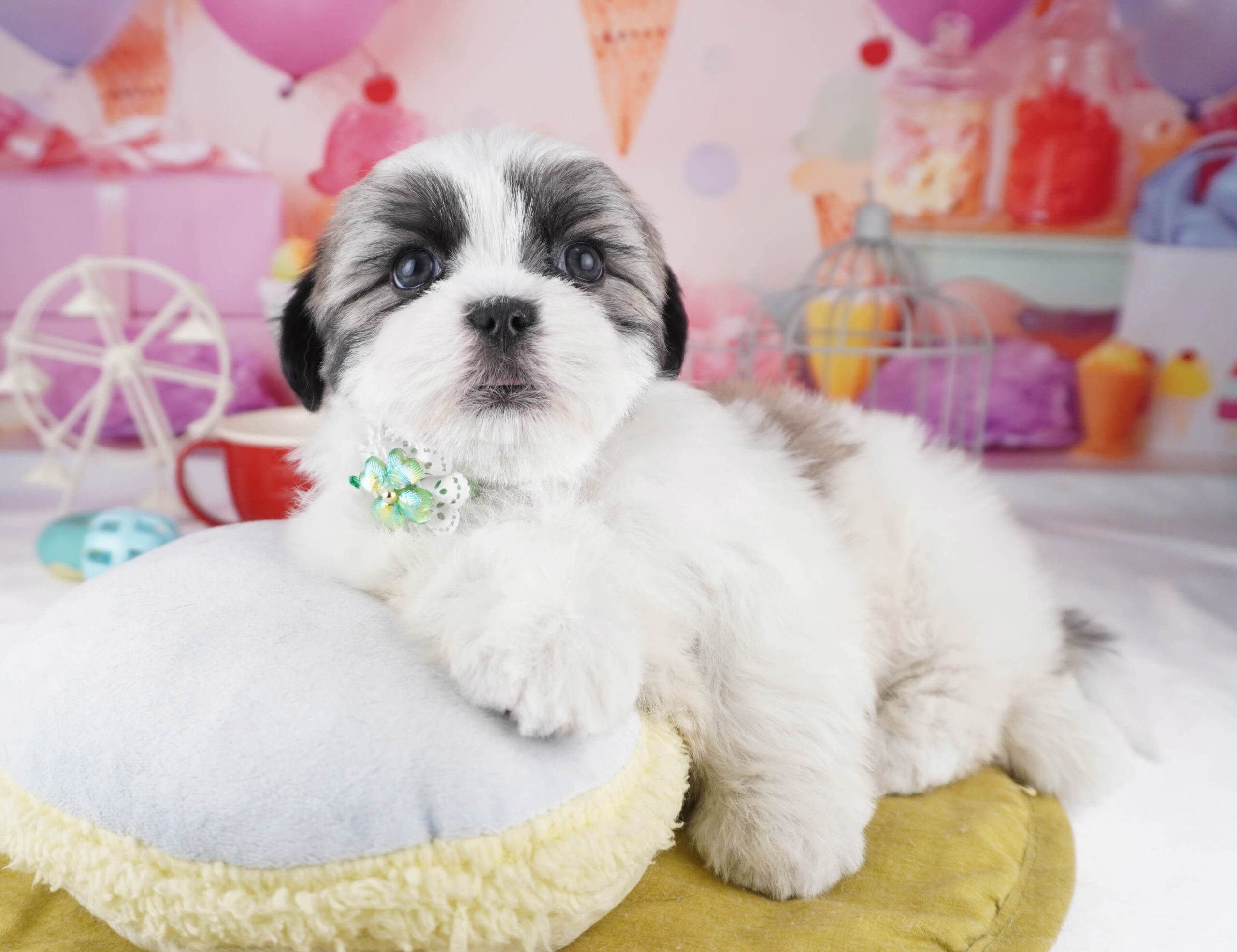 マルズー | 女の子 | ゴールド&ホワイト | 2025年12月26日