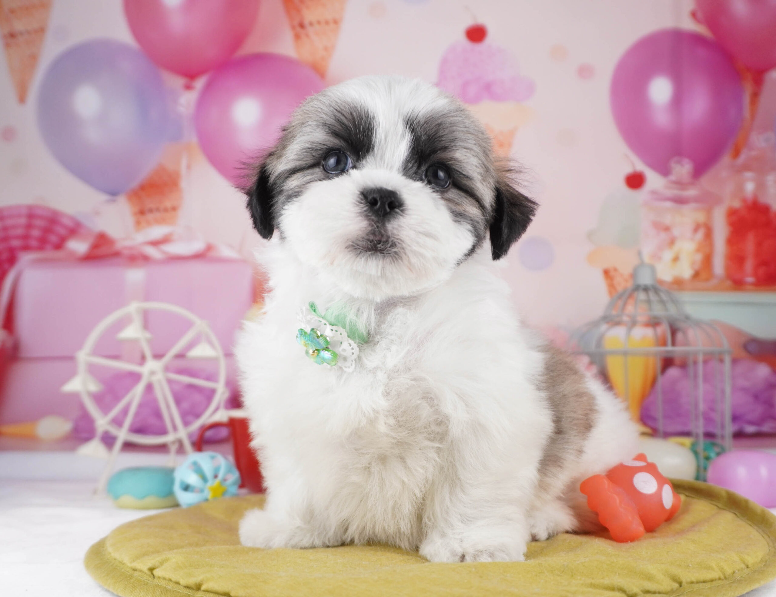 マルズー | 女の子 | ゴールド&ホワイト | 2025年12月26日