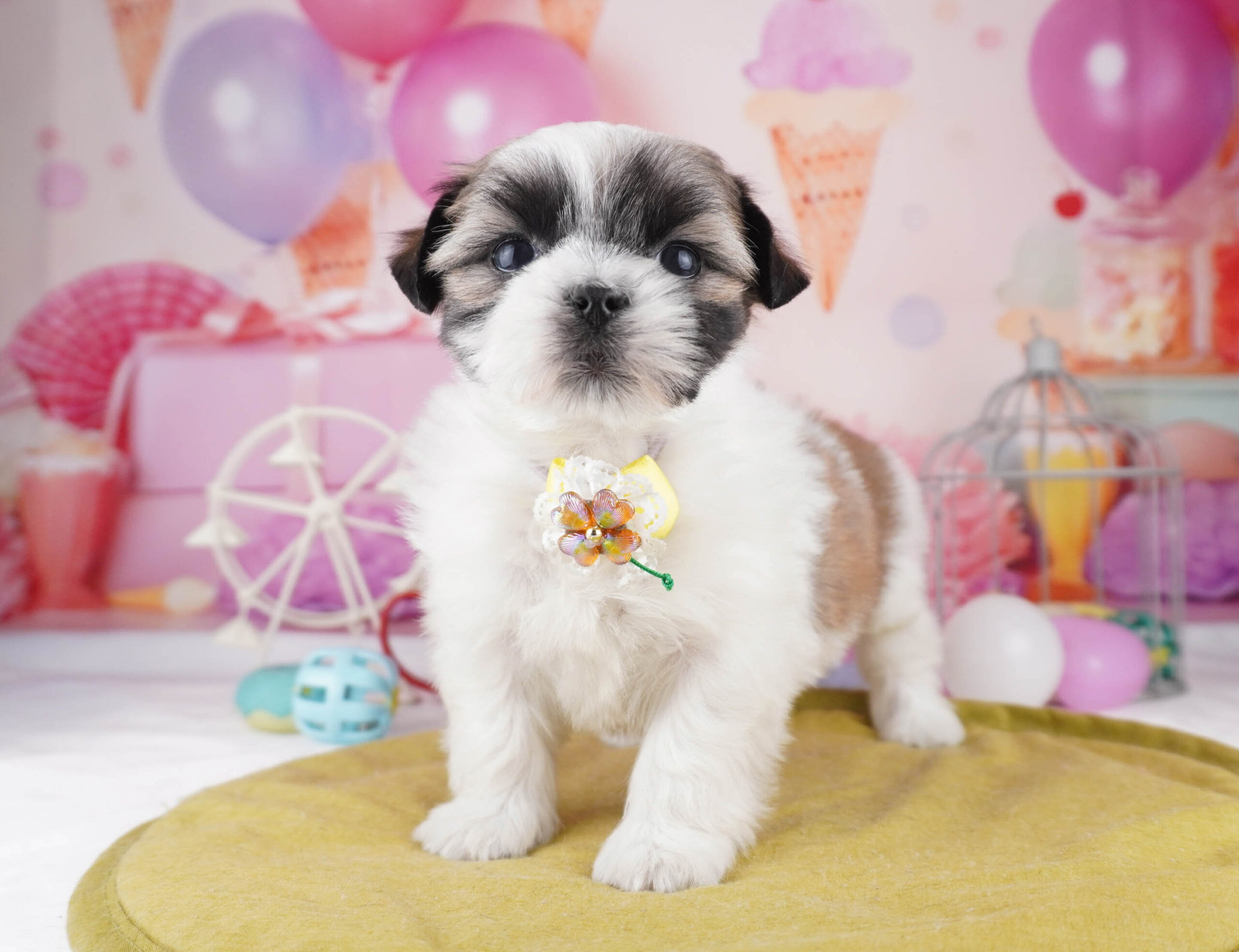 マルズー | 男の子 | ゴールド＆ホワイト | 2025年12月26日