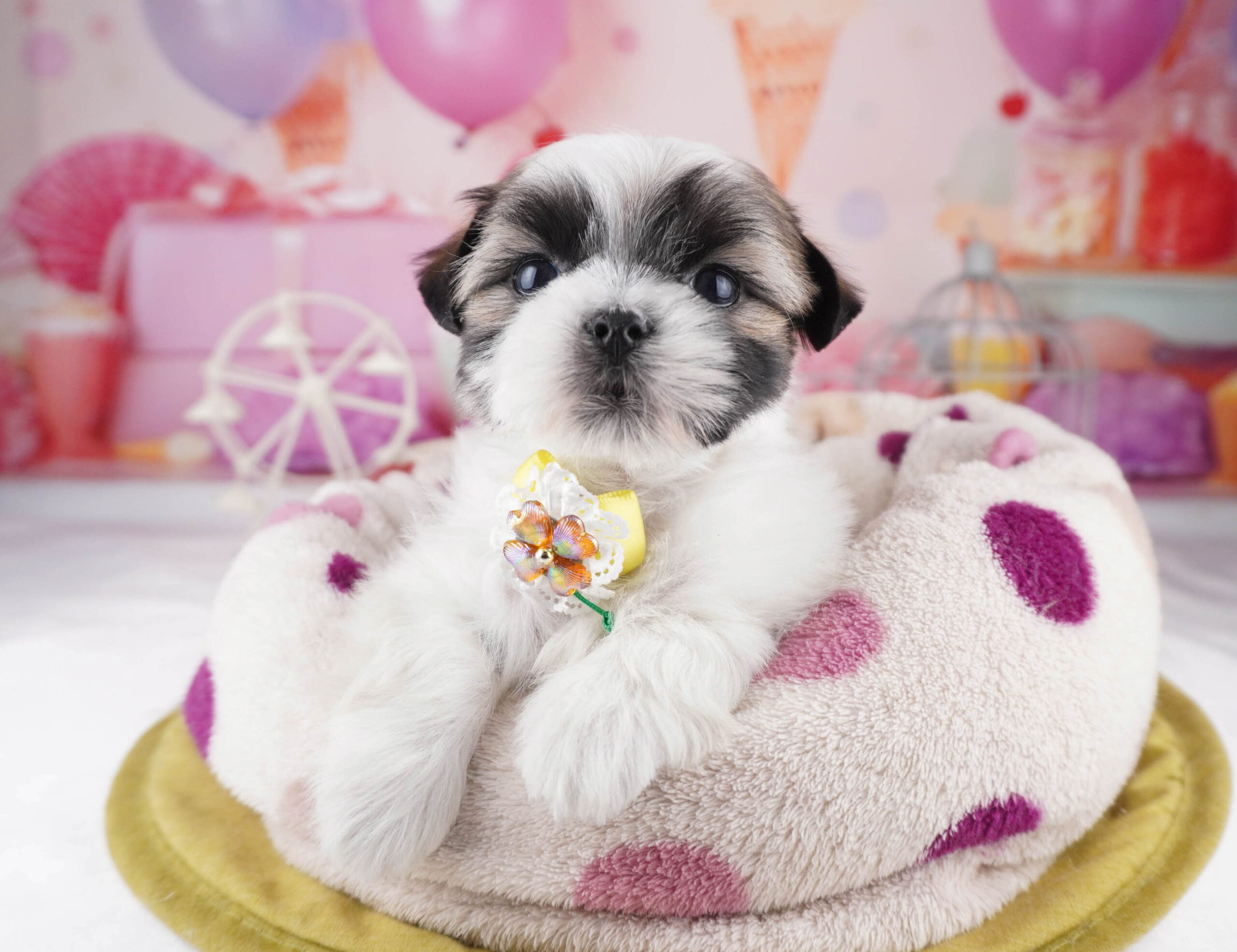 マルズー | 男の子 | ゴールド＆ホワイト | 2025年12月26日