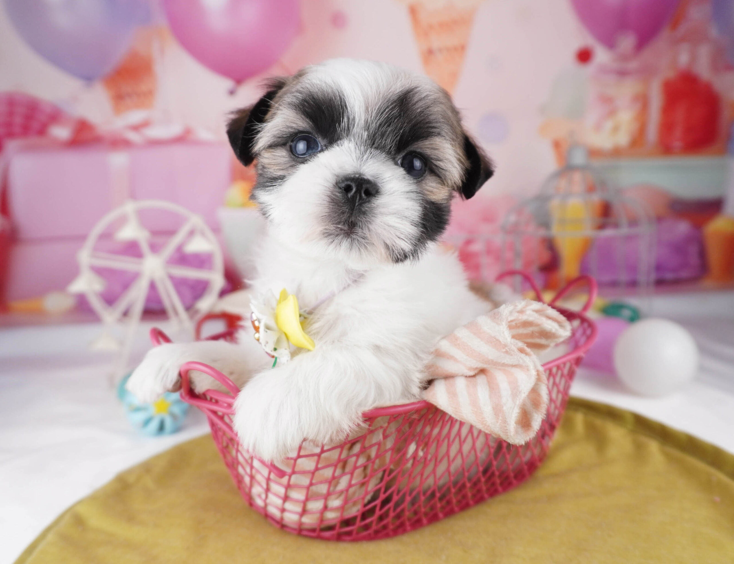 マルズー | 男の子 | ゴールド＆ホワイト | 2025年12月26日