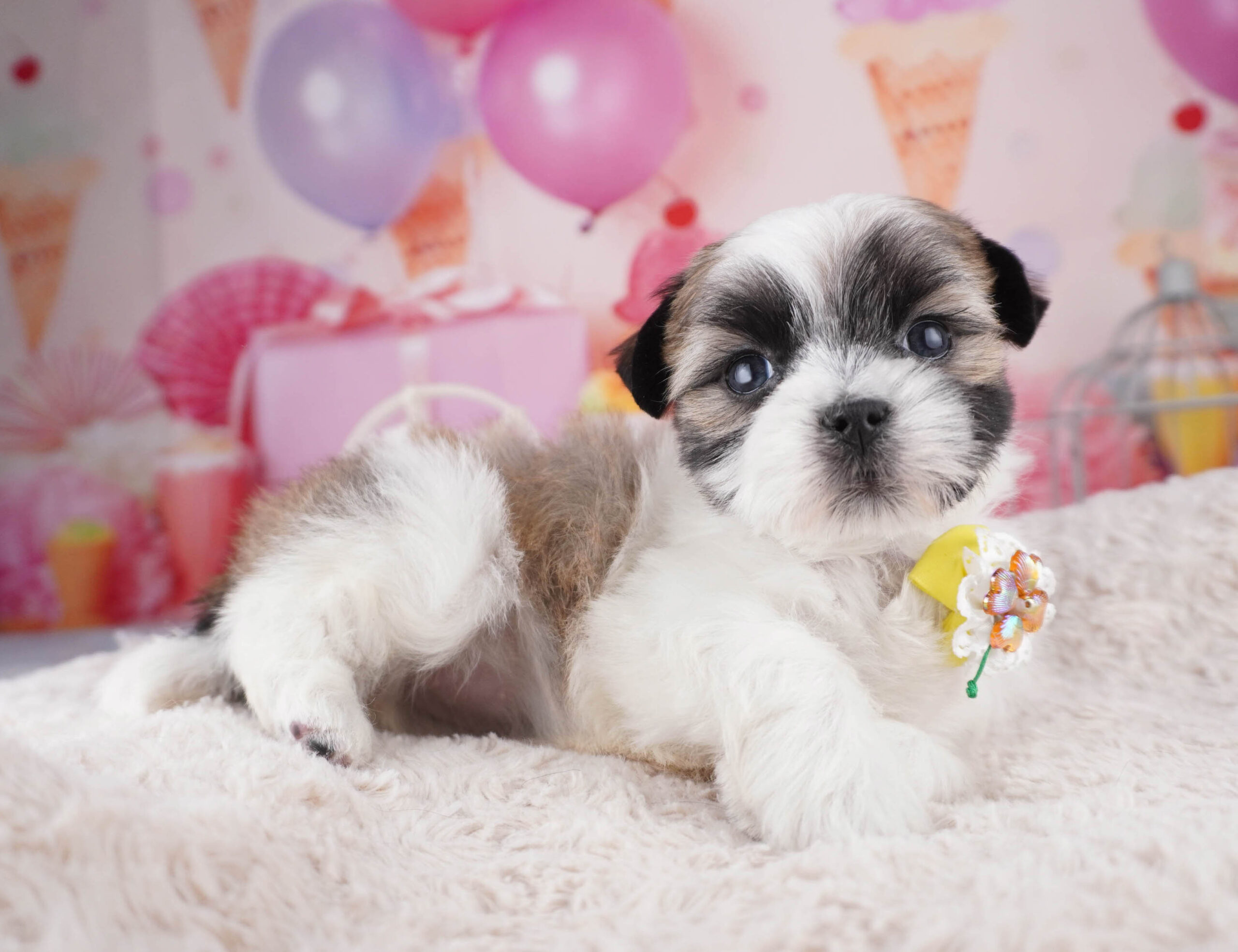 マルズー | 男の子 | ゴールド＆ホワイト | 2025年12月26日